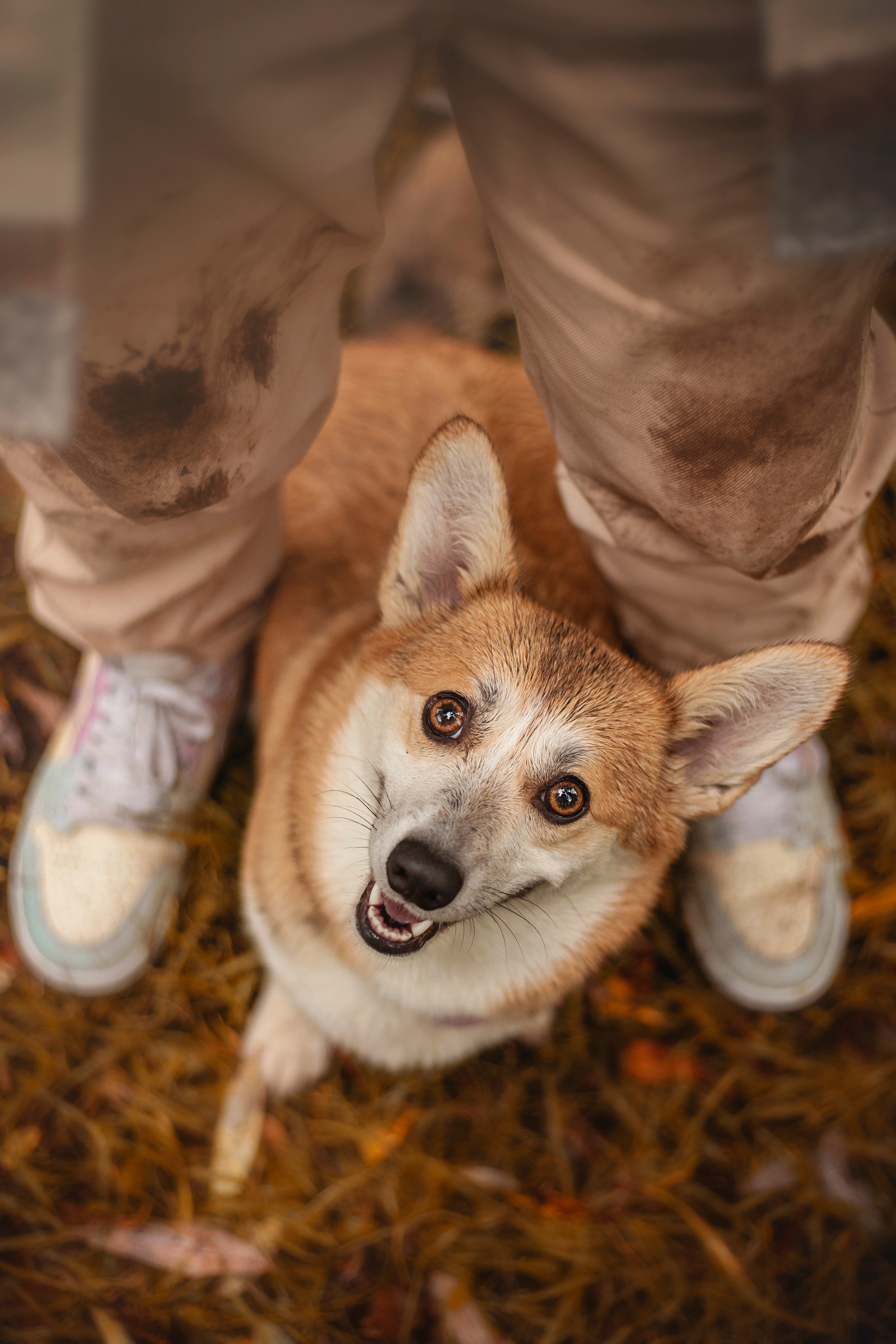 Оля и Оливка. Фотограф — Анималист | Санкт-Петербург