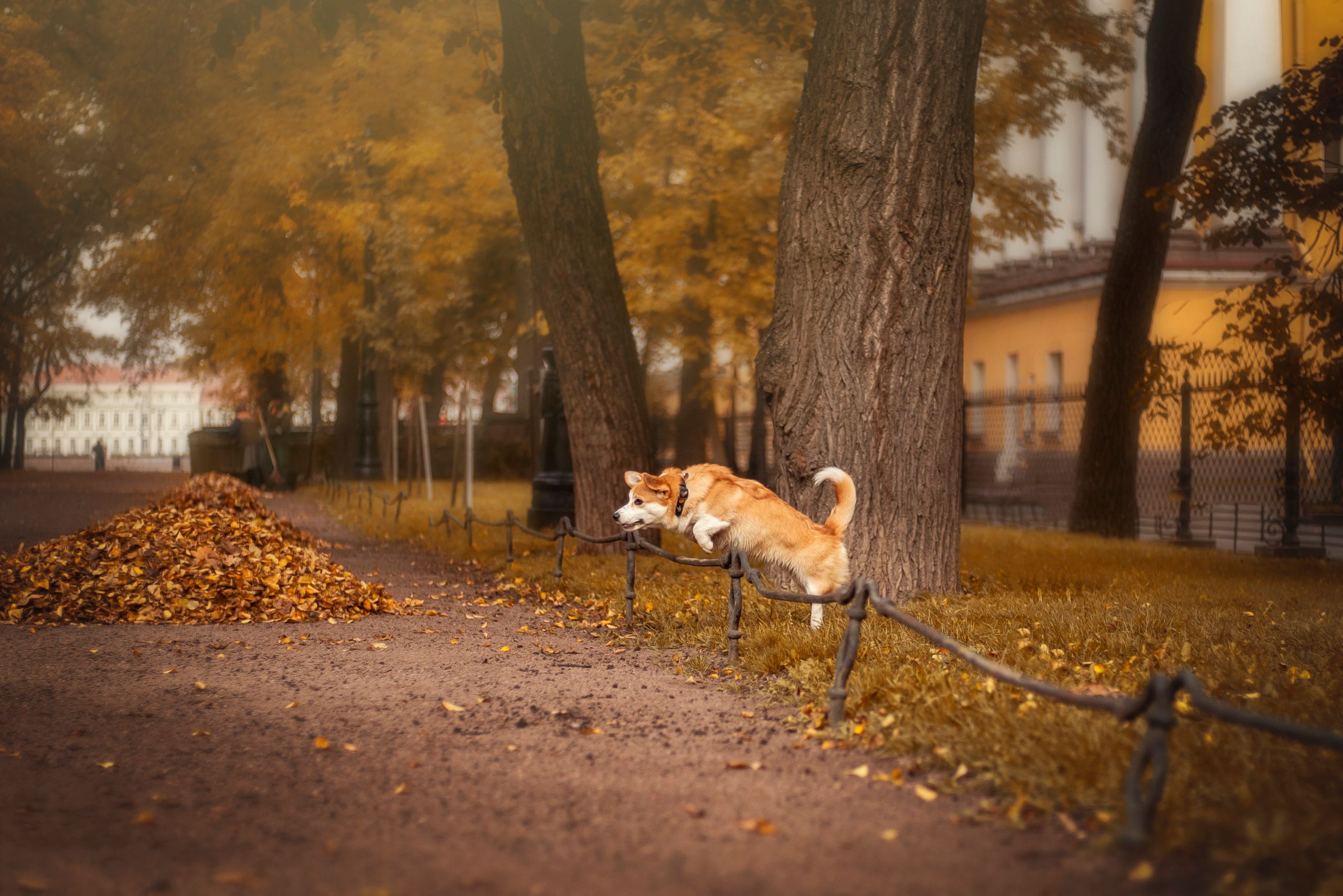 Егор и Никси. Фотограф — Анималист | Санкт-Петербург