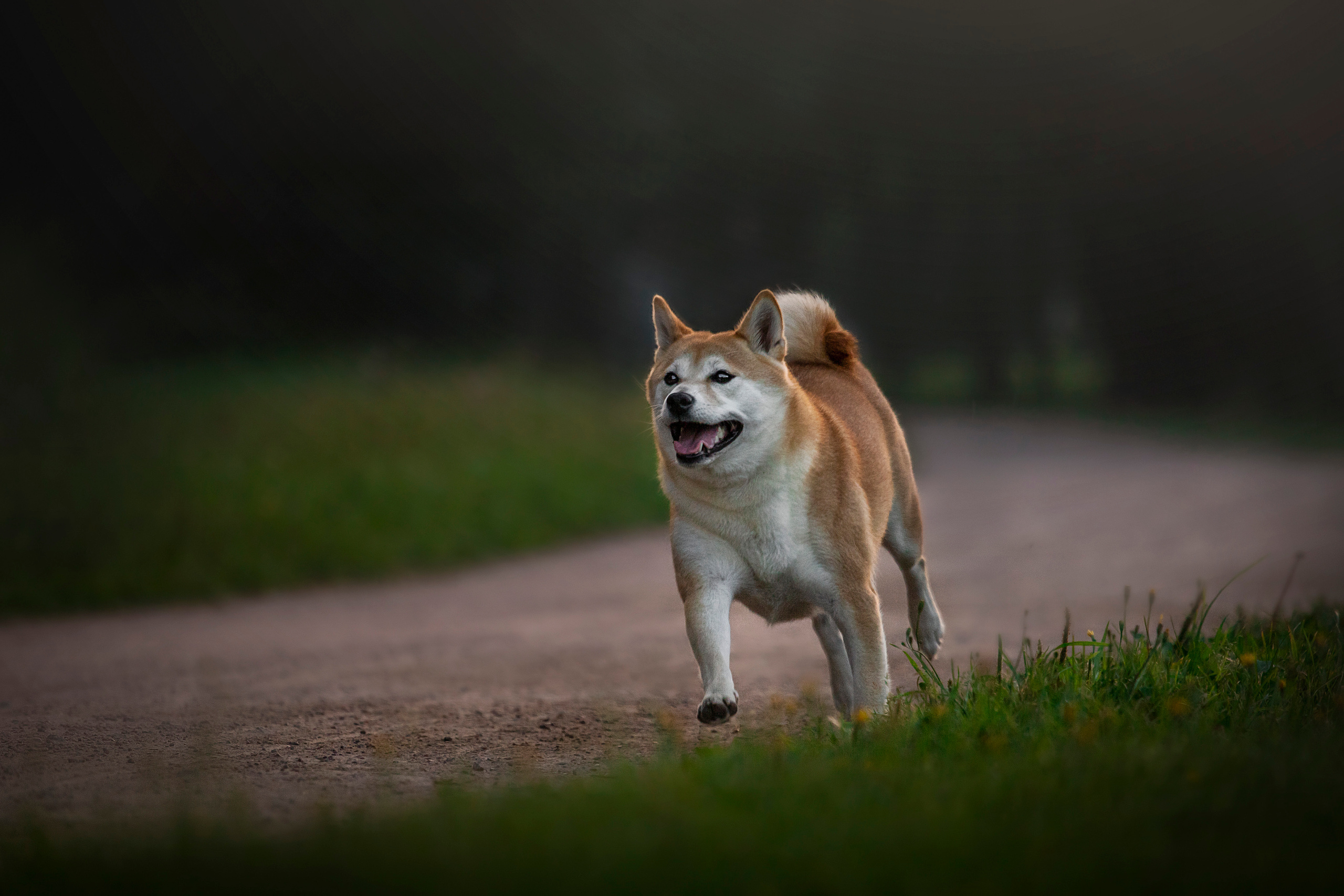 Саша и Айка. Фотограф — Анималист | Санкт-Петербург