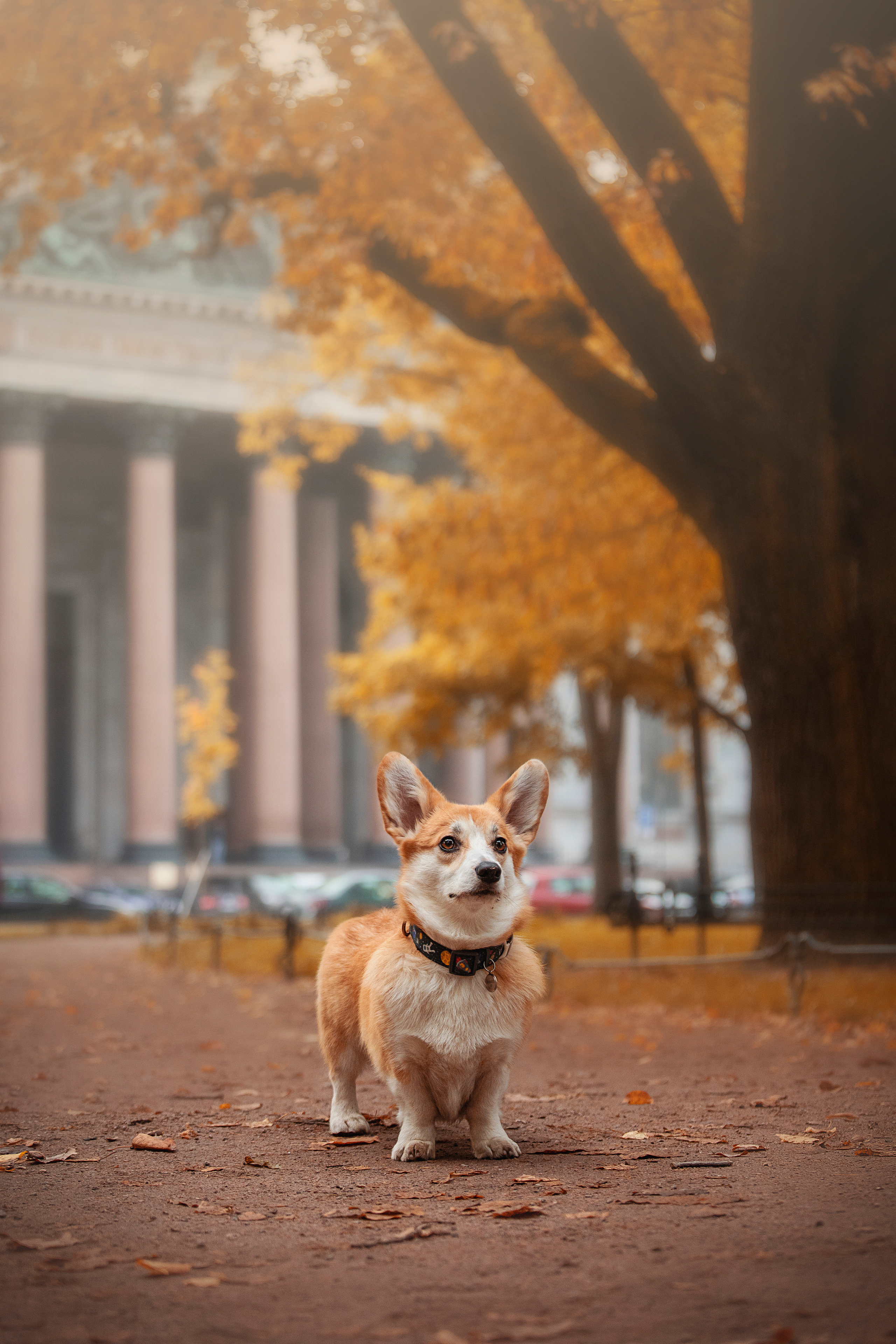 Егор и Никси. Фотограф — Анималист | Санкт-Петербург