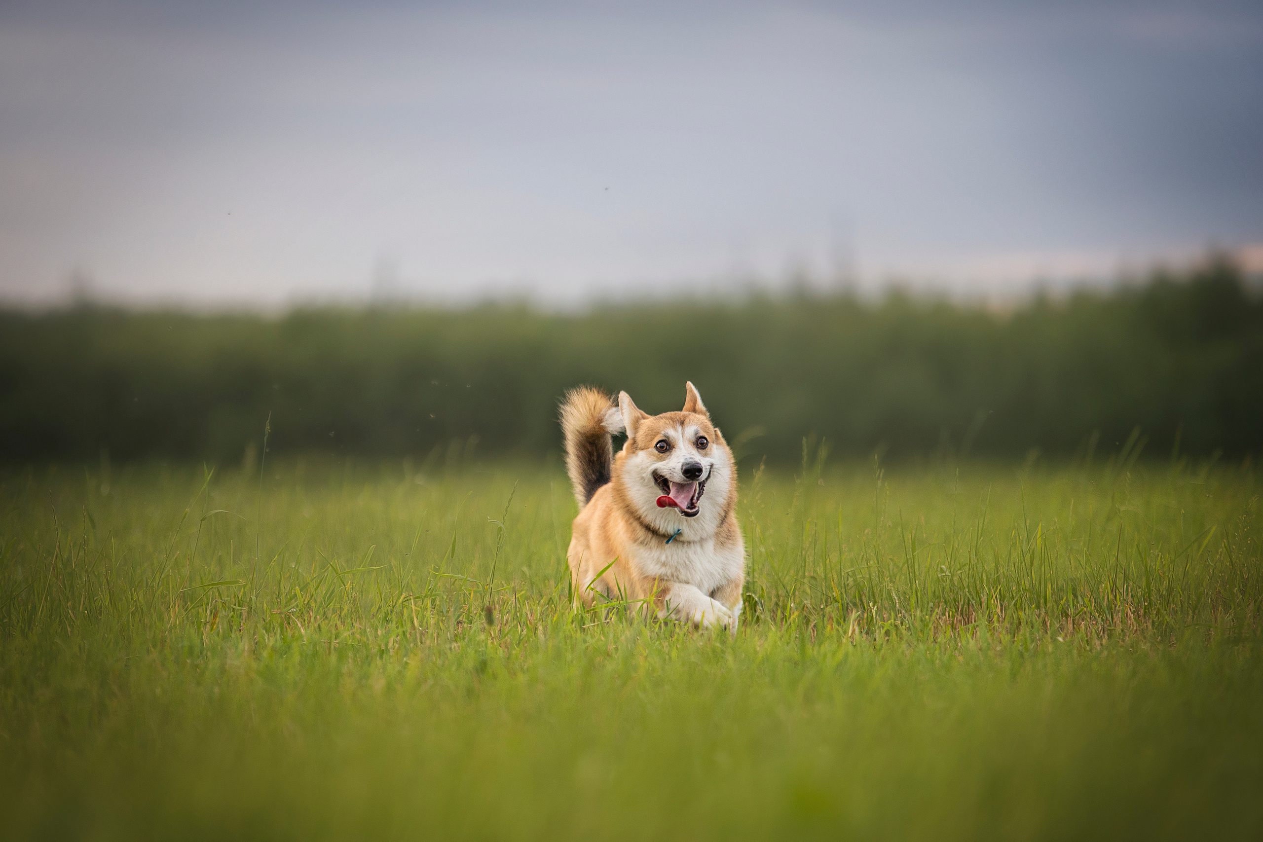 Оля и Оливка. Фотограф — Анималист | Санкт-Петербург