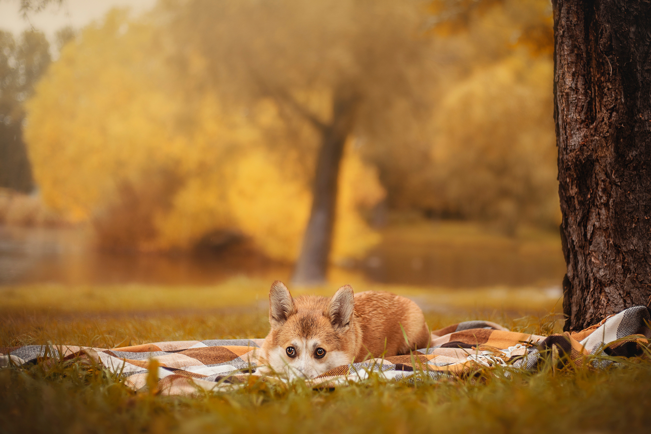 Оля и Оливка. Фотограф — Анималист | Санкт-Петербург