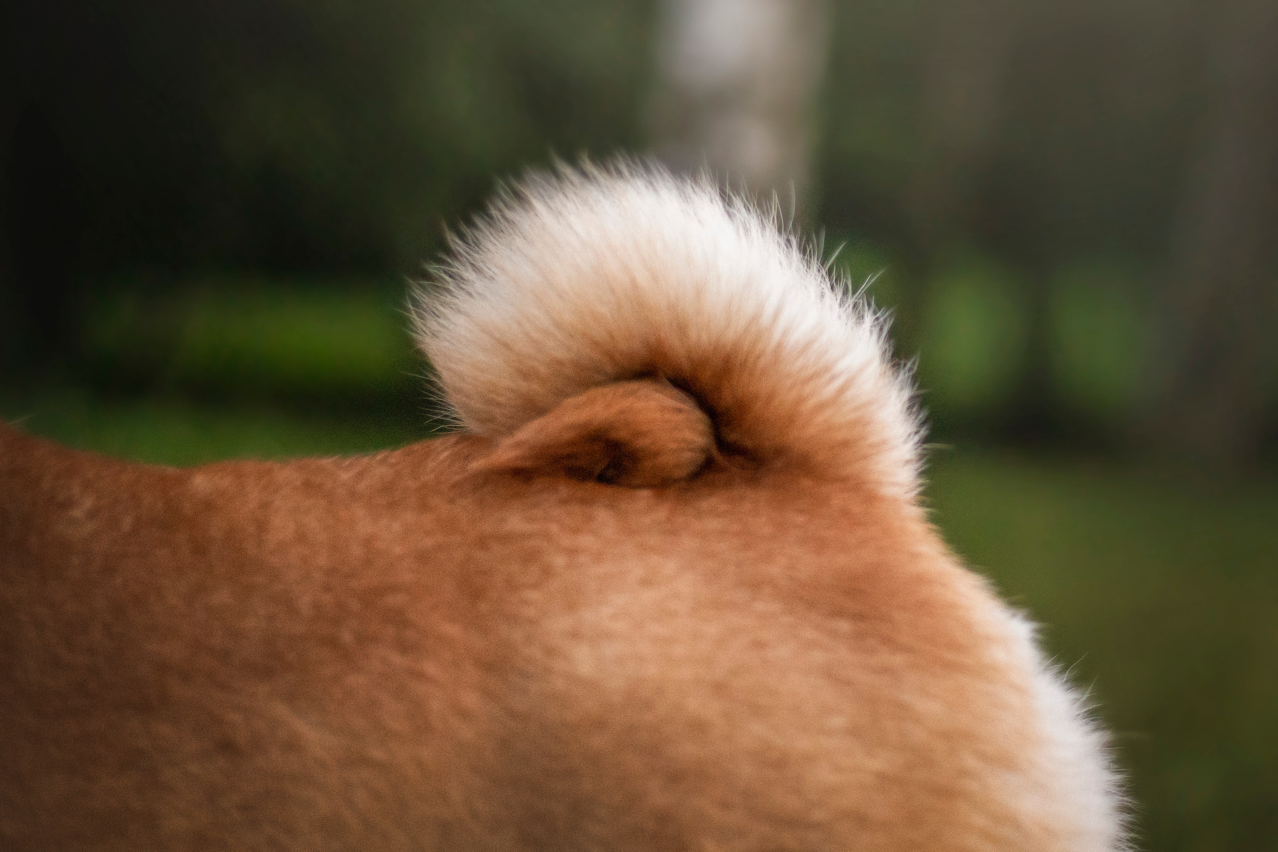 Саша и Айка. Фотограф — Анималист | Санкт-Петербург