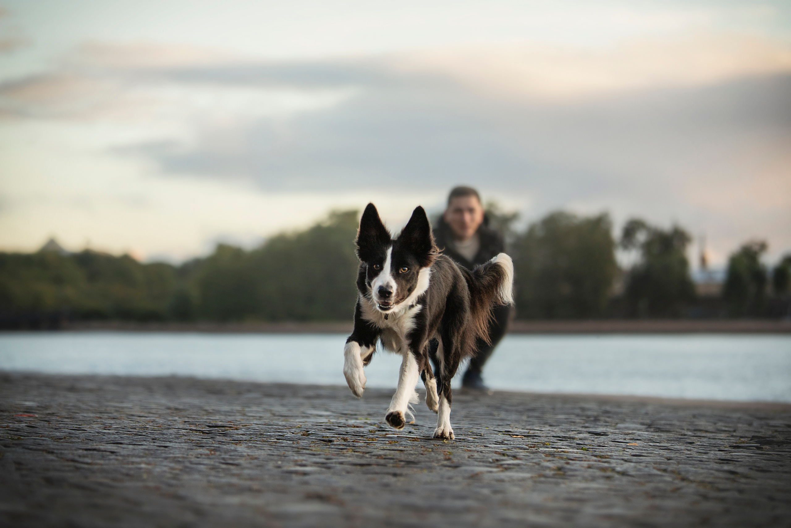 Лана, Тэгра и их семья. Фотограф — Анималист | Санкт-Петербург