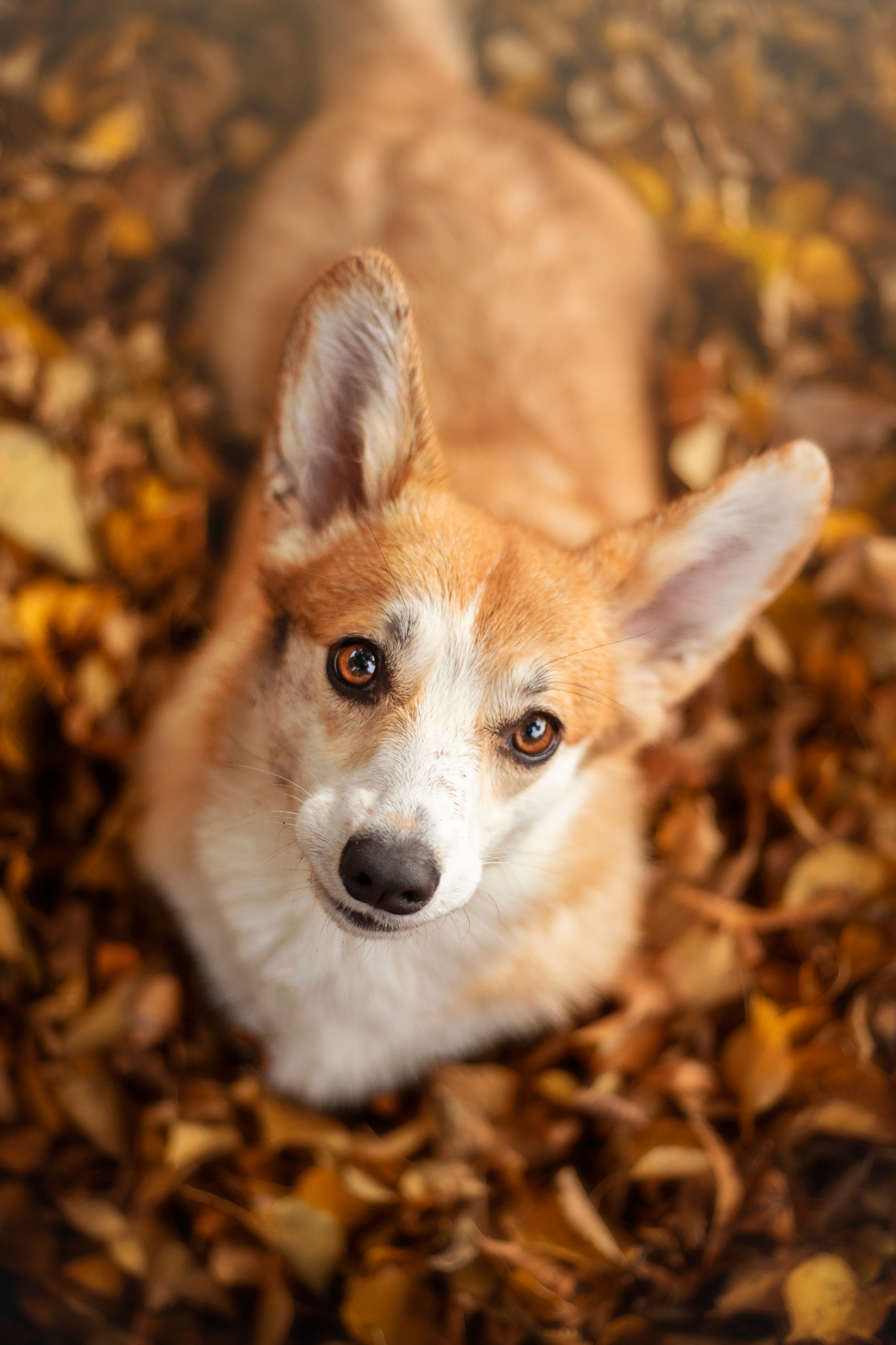 Егор и Никси. Фотограф — Анималист | Санкт-Петербург
