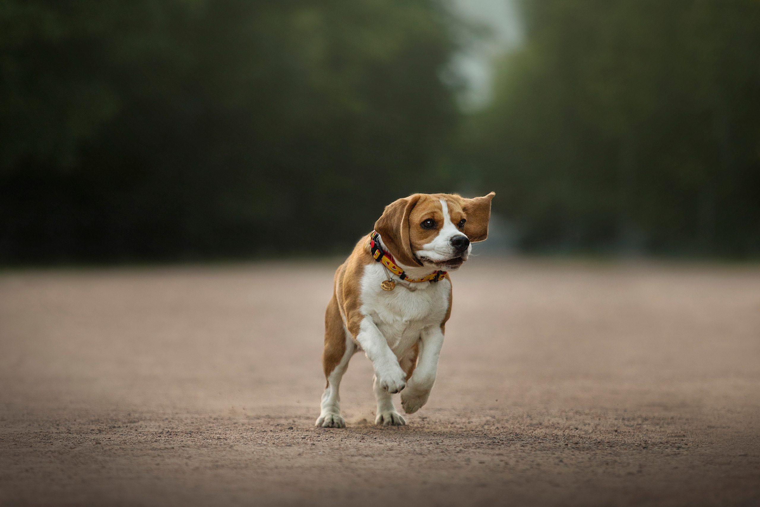 Полина и Бетти. Фотограф — Анималист | Санкт-Петербург