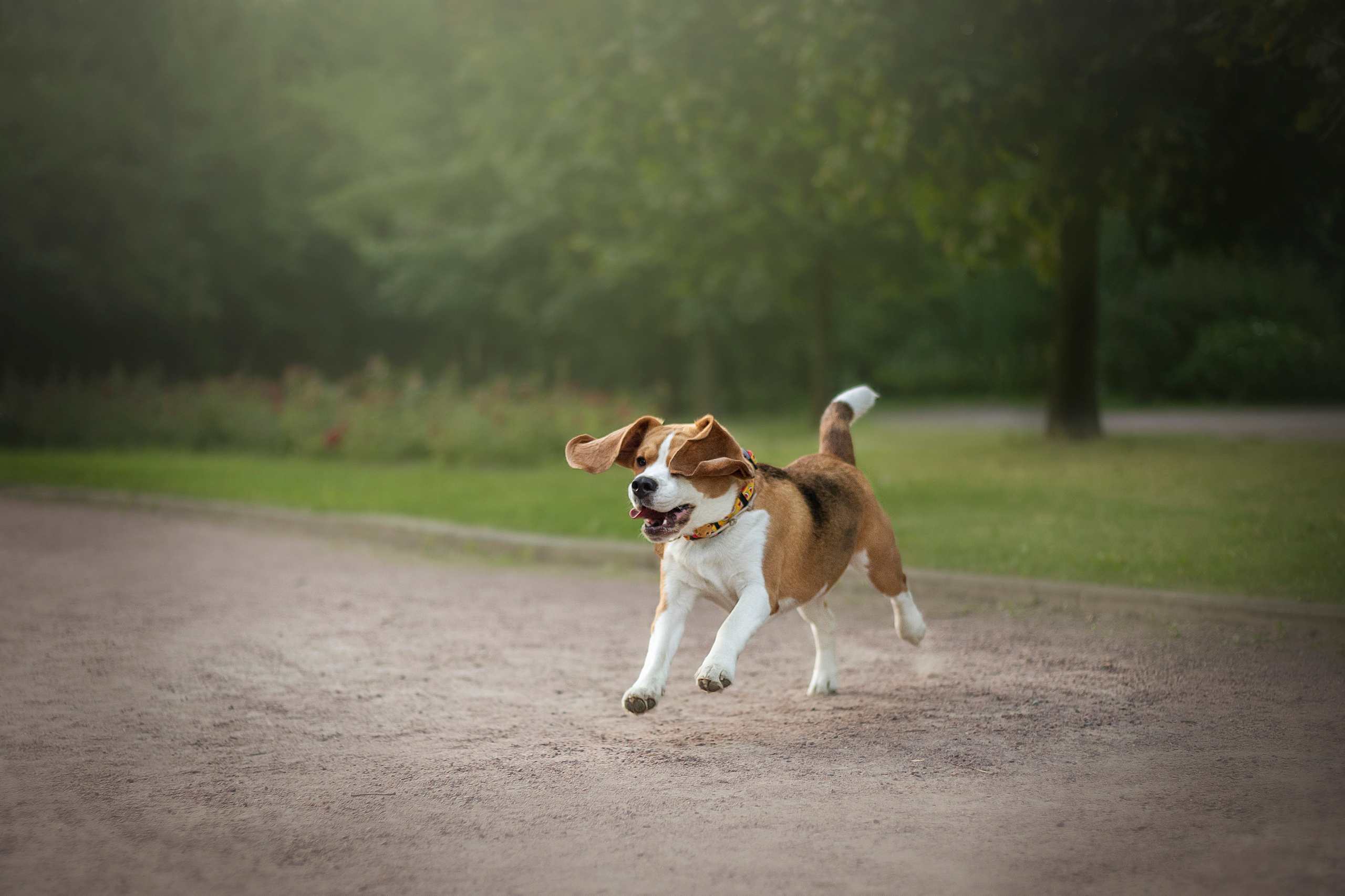 Полина и Бетти. Фотограф — Анималист | Санкт-Петербург