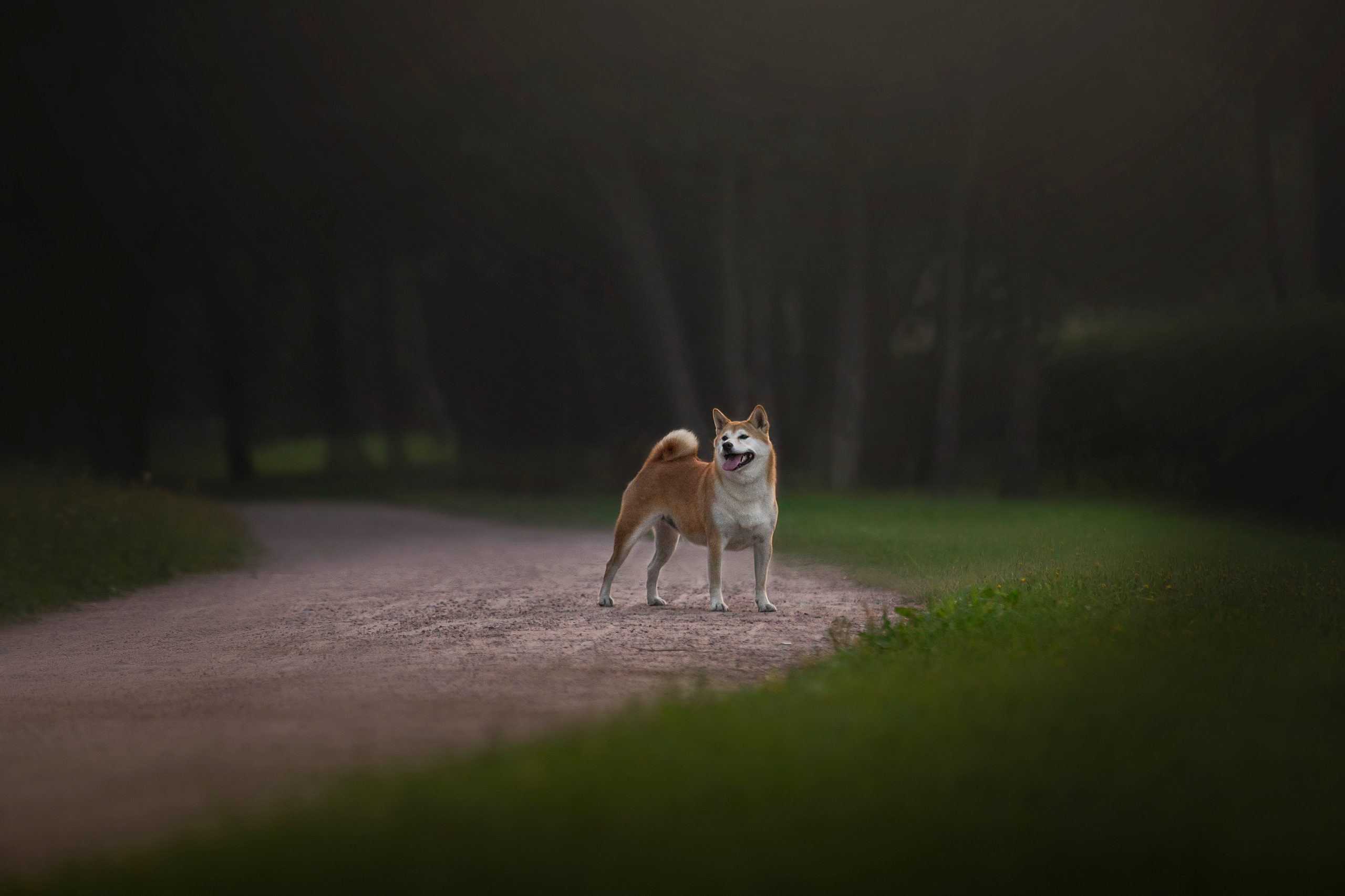Саша и Айка. Фотограф — Анималист | Санкт-Петербург
