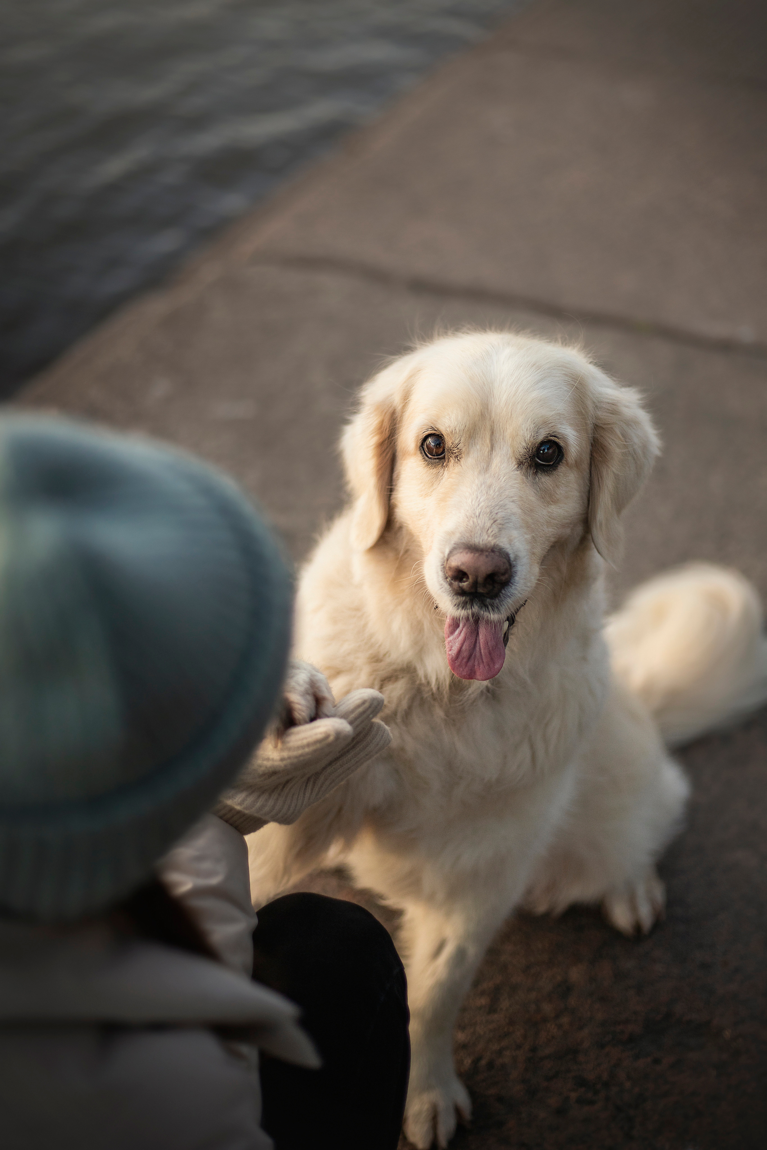 Лана, Тэгра и их семья. Фотограф — Анималист | Санкт-Петербург