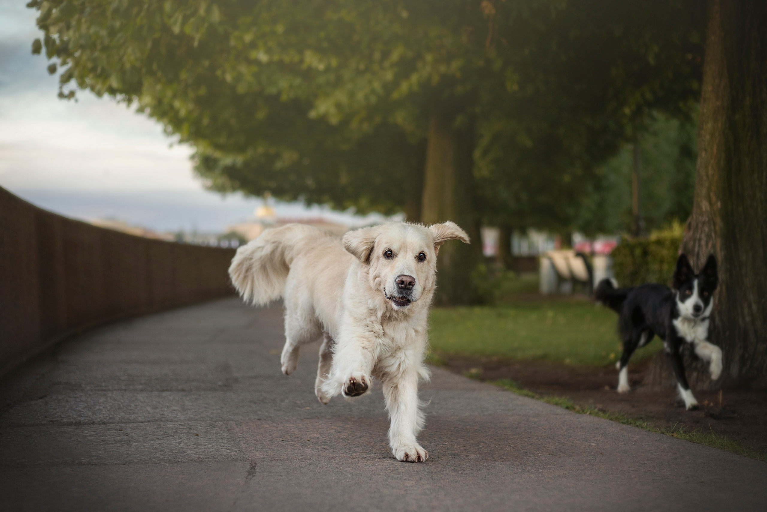 Лана, Тэгра и их семья. Фотограф — Анималист | Санкт-Петербург