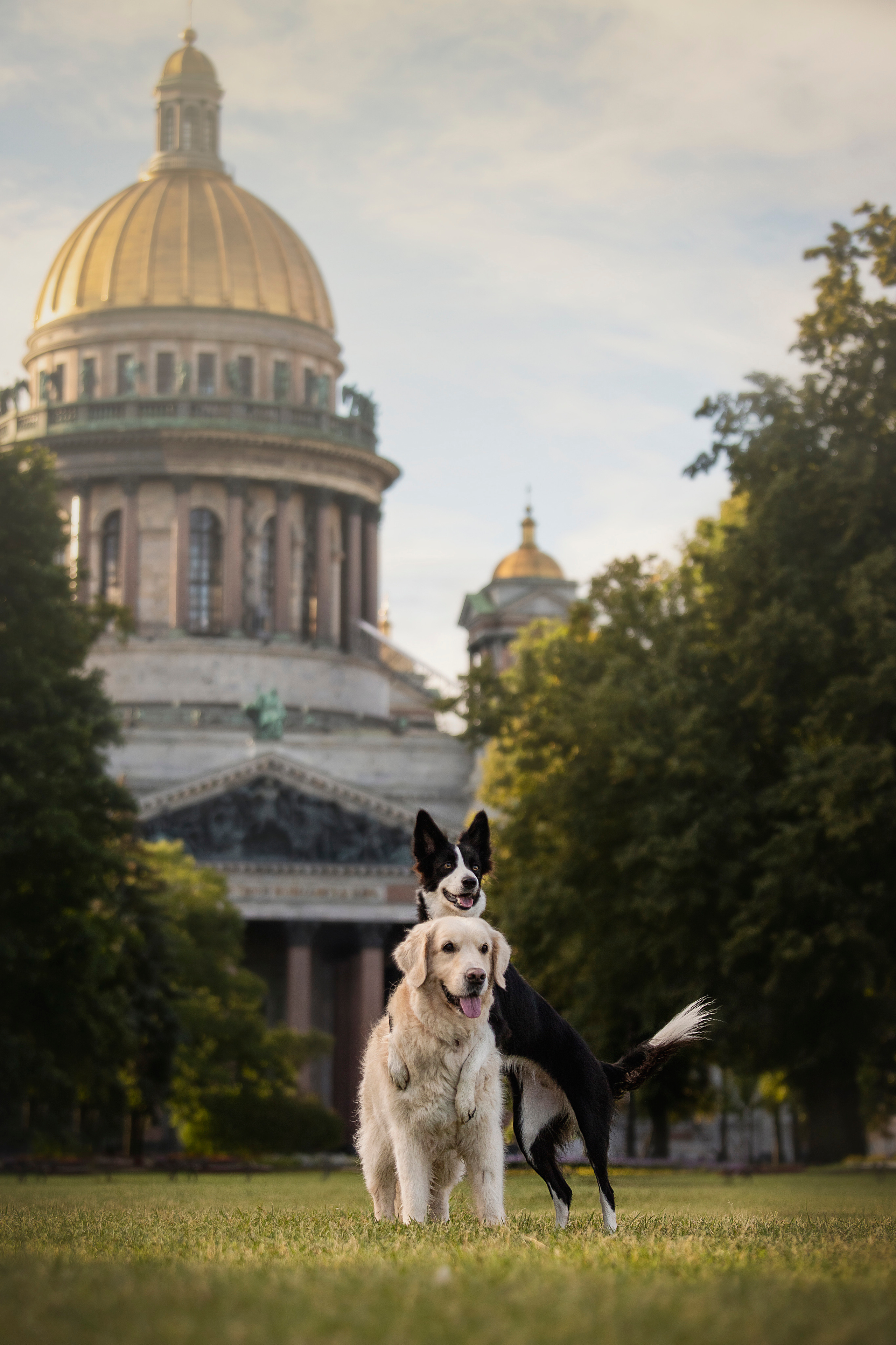 Лана, Тэгра и их семья. Фотограф — Анималист | Санкт-Петербург