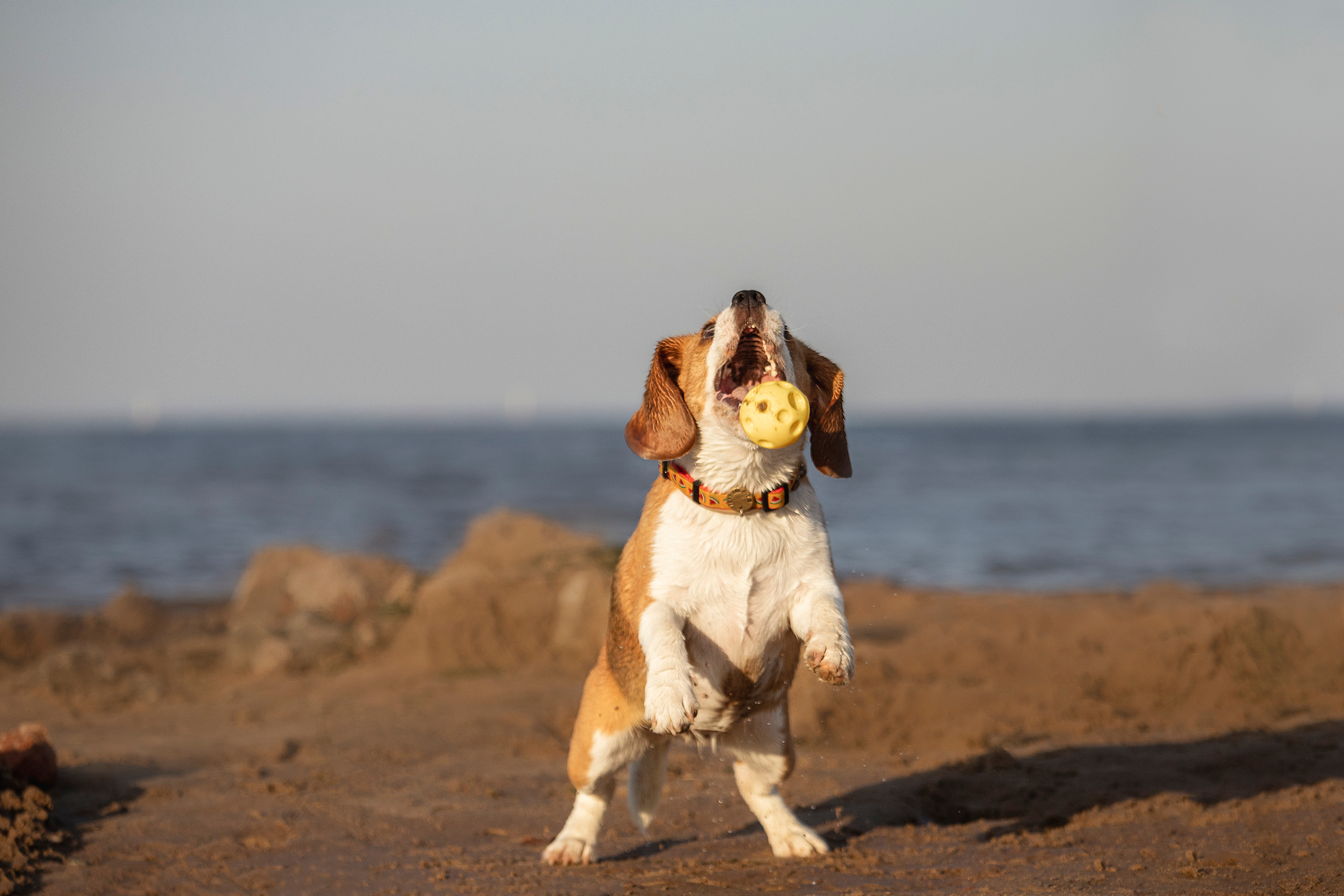 Полина и Бетти. Фотограф — Анималист | Санкт-Петербург