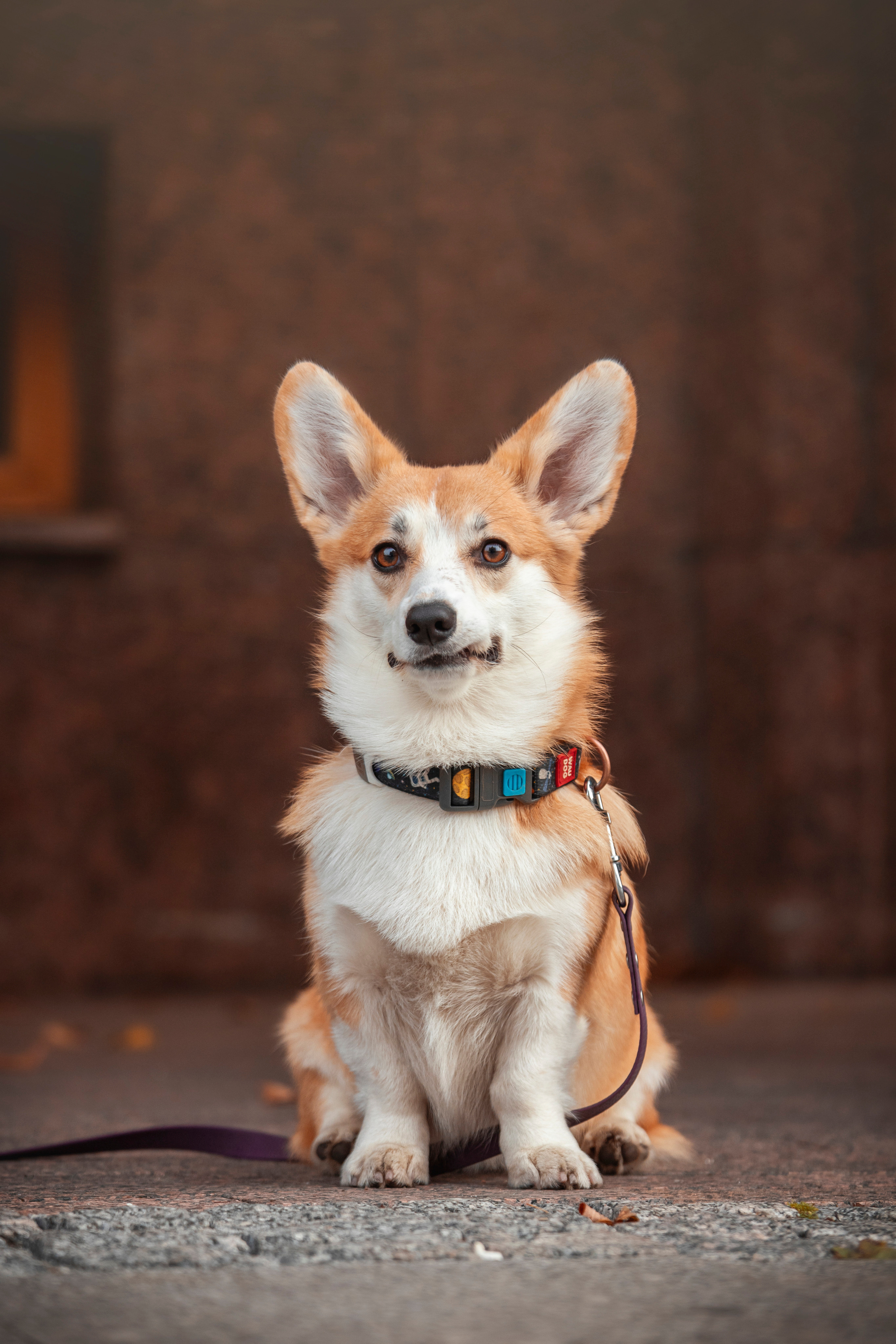 Егор и Никси. Фотограф — Анималист | Санкт-Петербург