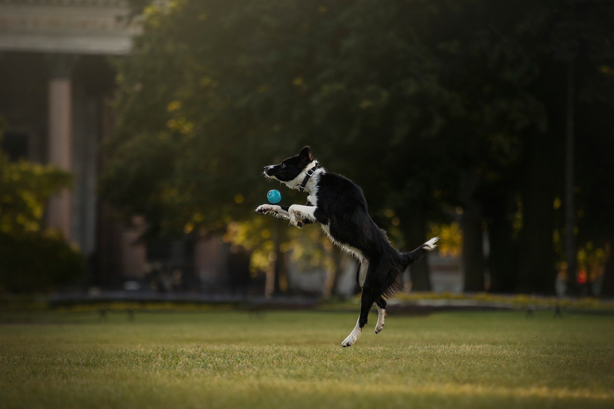 Лана, Тэгра и их семья. Фотограф — Анималист | Санкт-Петербург