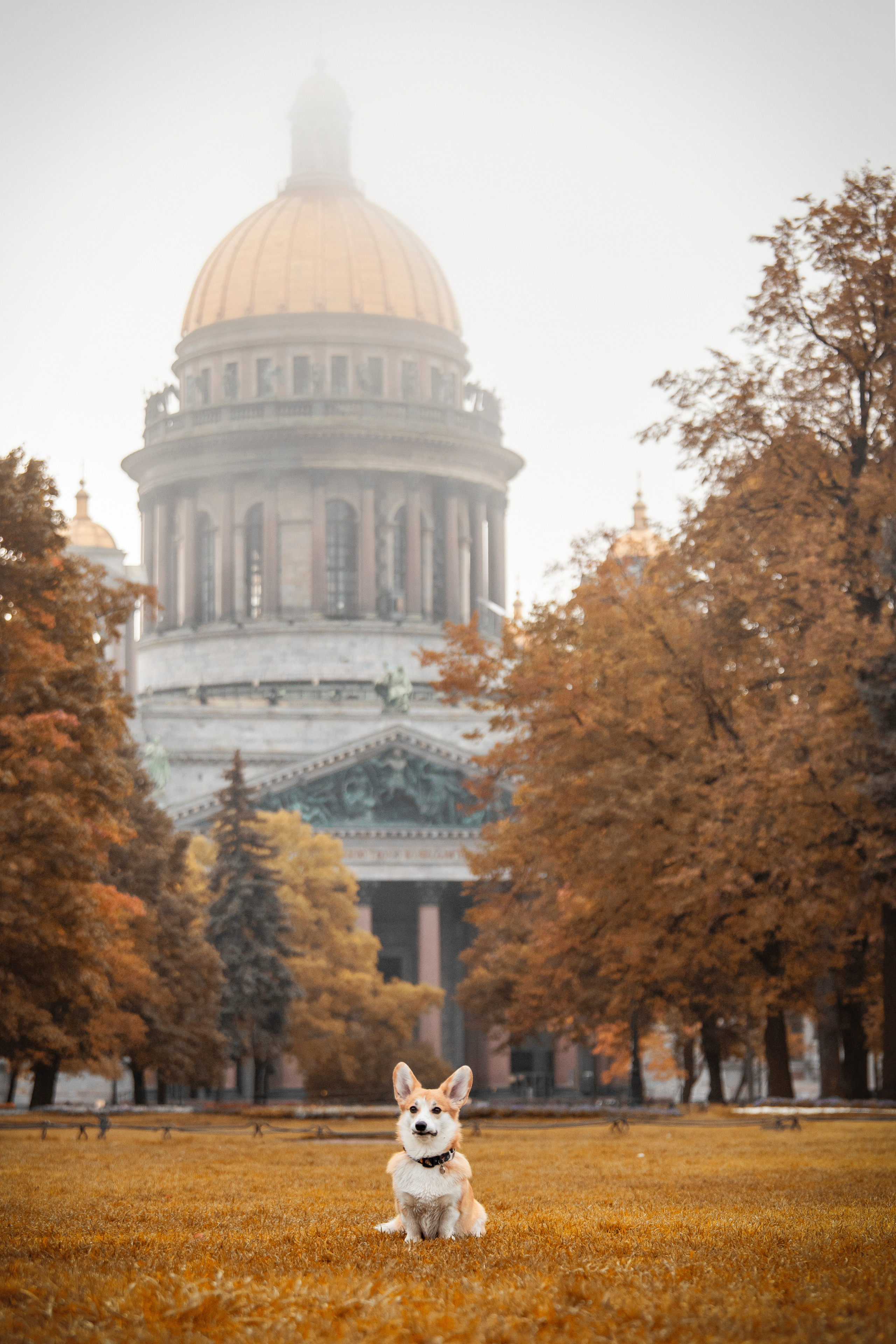 Егор и Никси. Фотограф — Анималист | Санкт-Петербург
