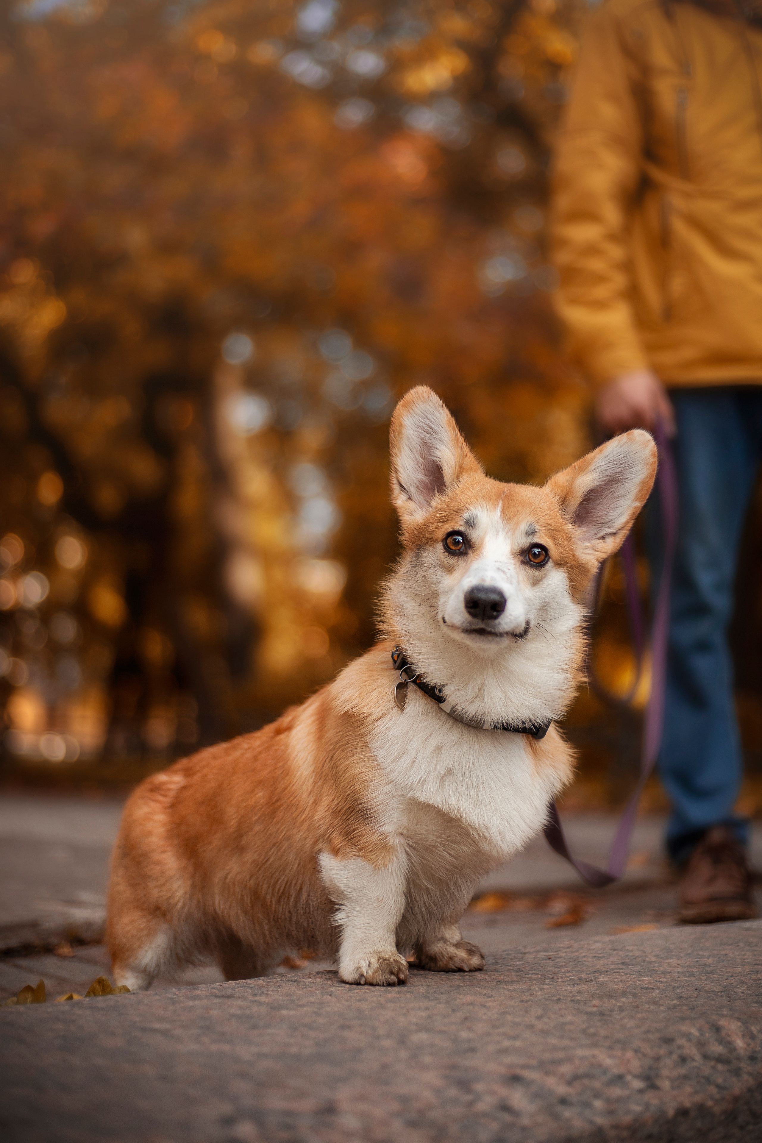 Егор и Никси. Фотограф — Анималист | Санкт-Петербург