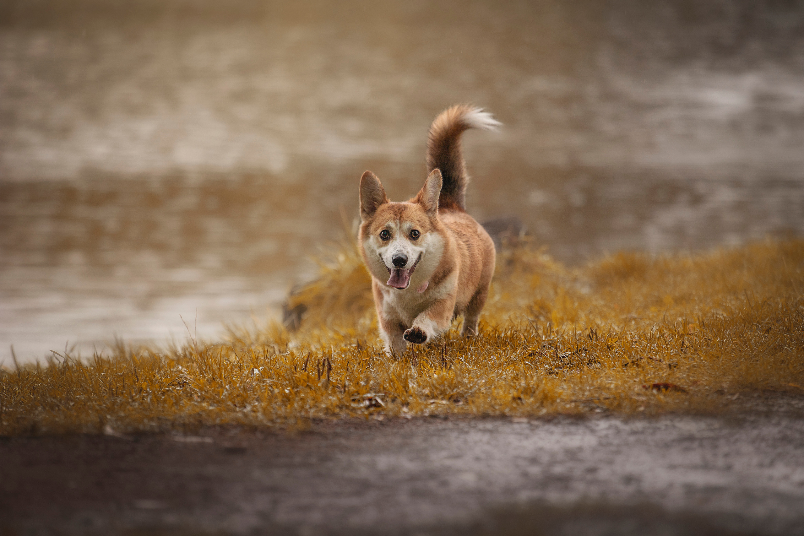 Оля и Оливка. Фотограф — Анималист | Санкт-Петербург