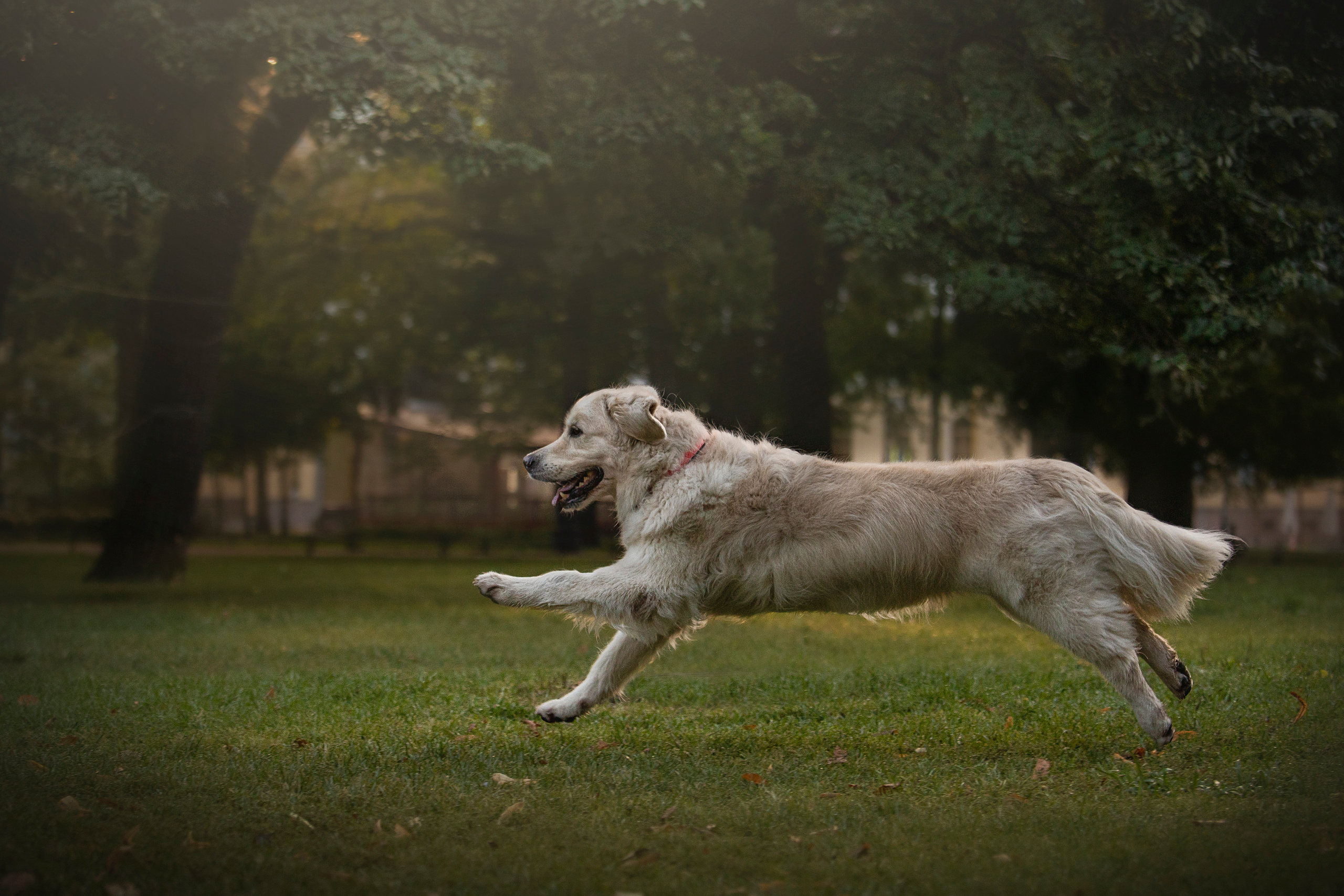 Лана, Тэгра и их семья. Фотограф — Анималист | Санкт-Петербург