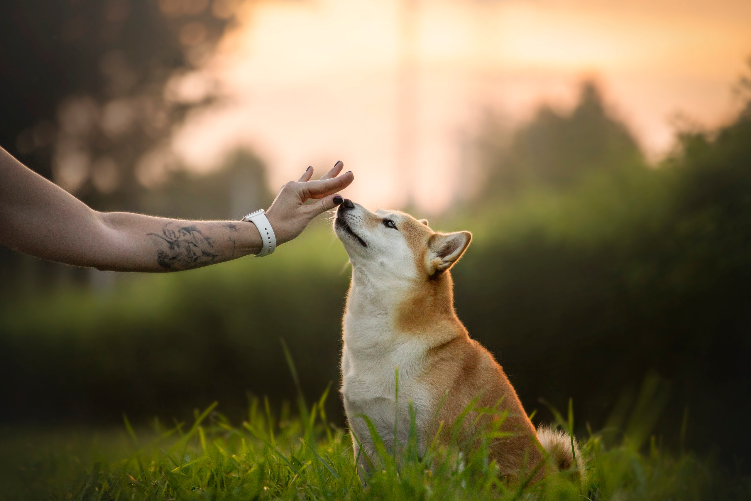 Саша и Айка. Фотограф — Анималист | Санкт-Петербург