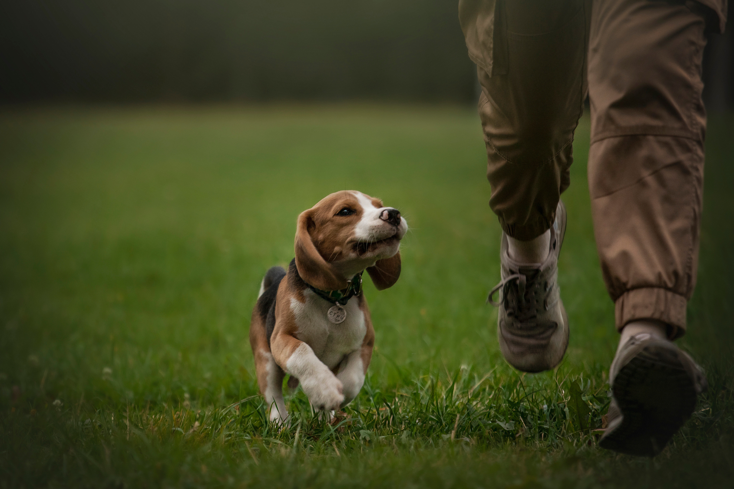 Лиза и Стич. Фотограф — Анималист | Санкт-Петербург