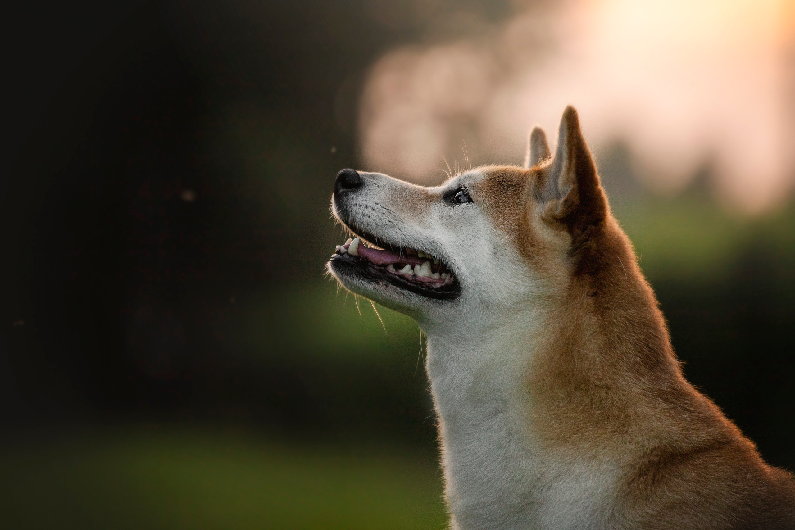 Саша и Айка. Фотограф — Анималист | Санкт-Петербург