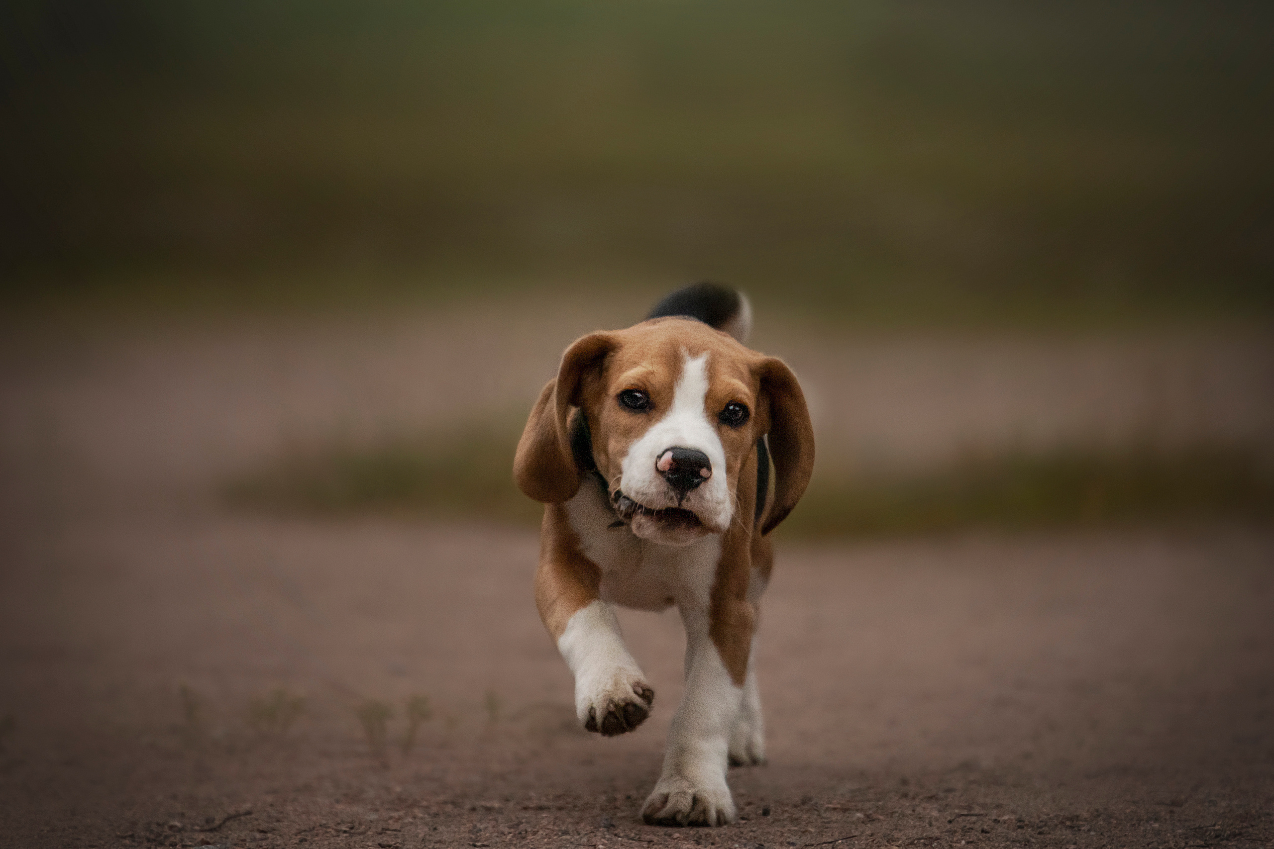 Лиза и Стич. Фотограф — Анималист | Санкт-Петербург