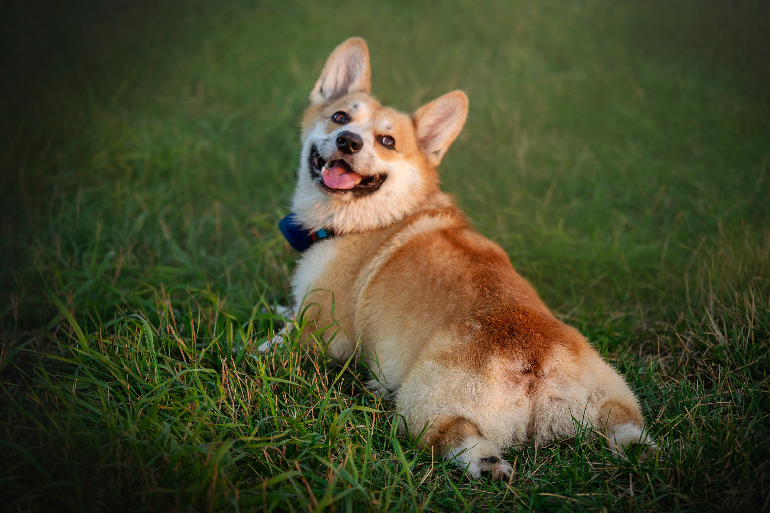 Катя и Азазель. Фотограф — Анималист | Санкт-Петербург