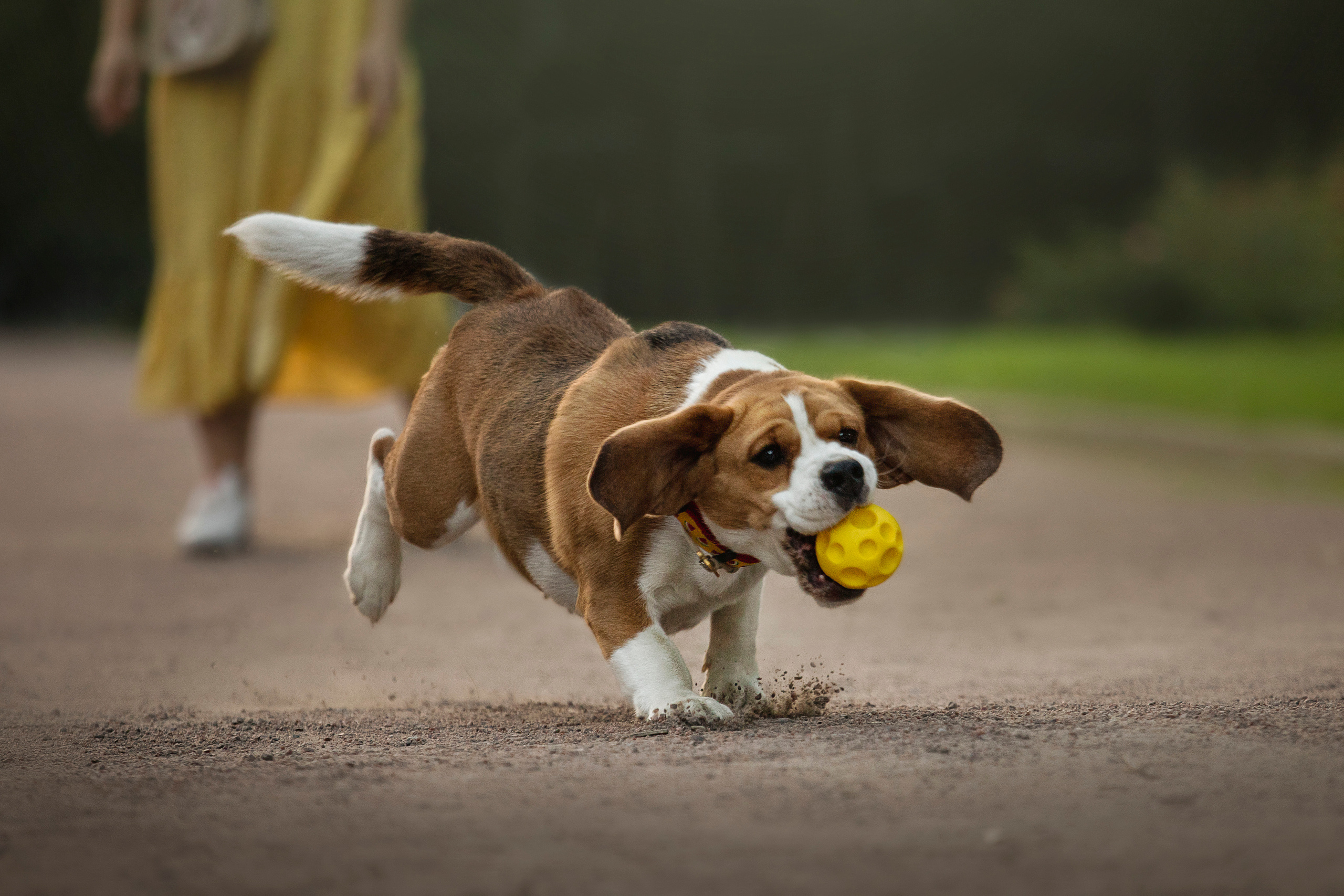 Полина и Бетти. Фотограф — Анималист | Санкт-Петербург
