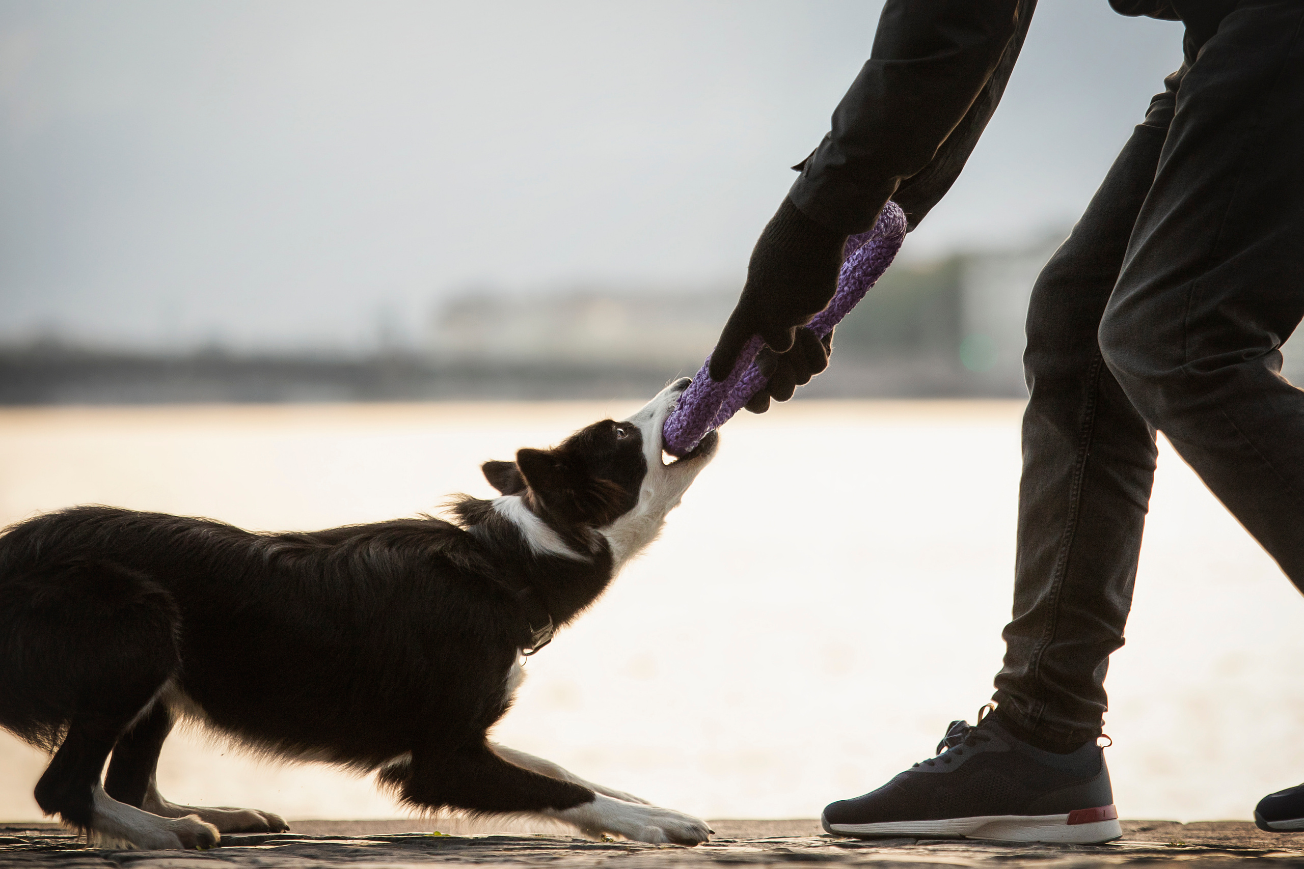 Лана, Тэгра и их семья. Фотограф — Анималист | Санкт-Петербург