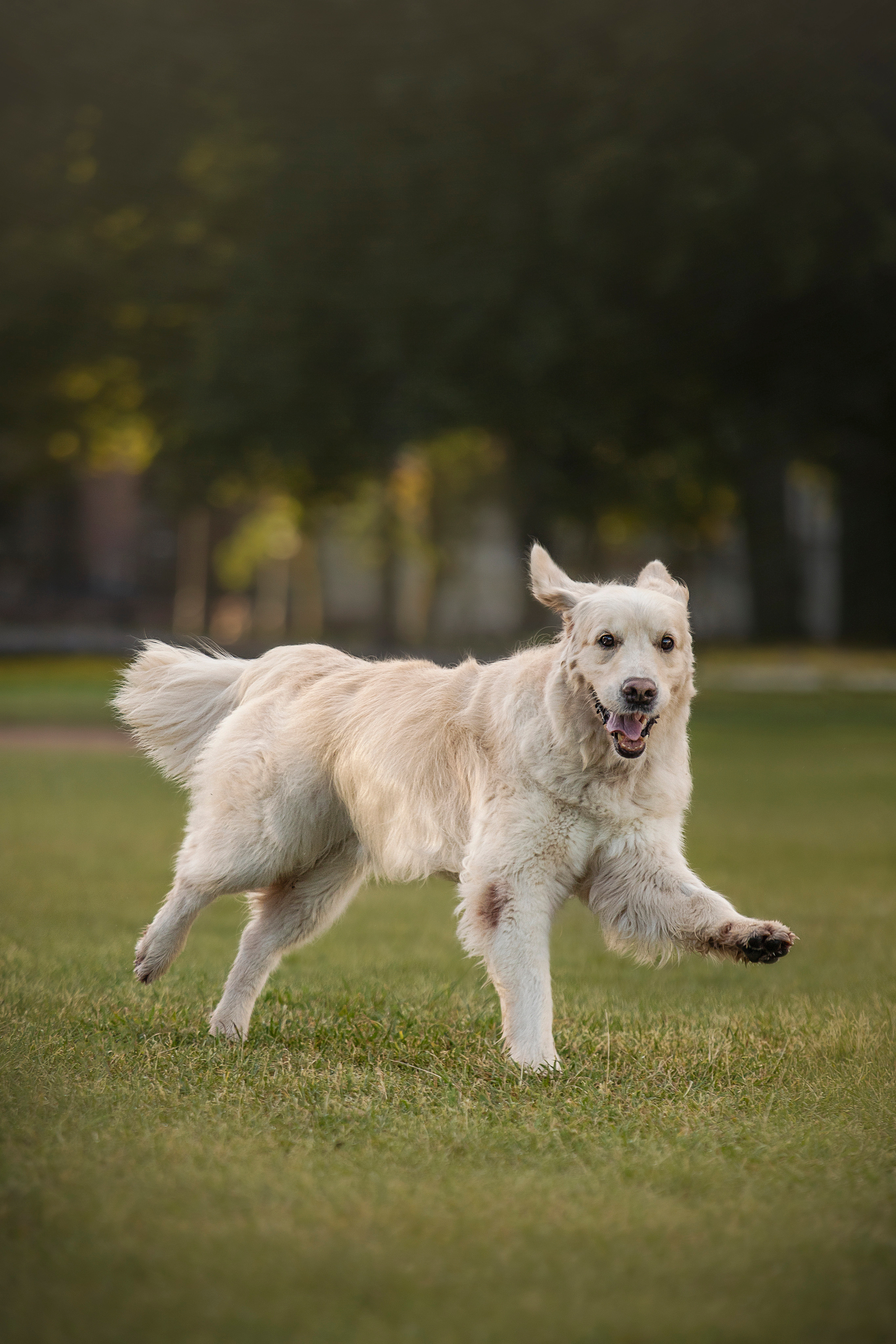 Лана, Тэгра и их семья. Фотограф — Анималист | Санкт-Петербург