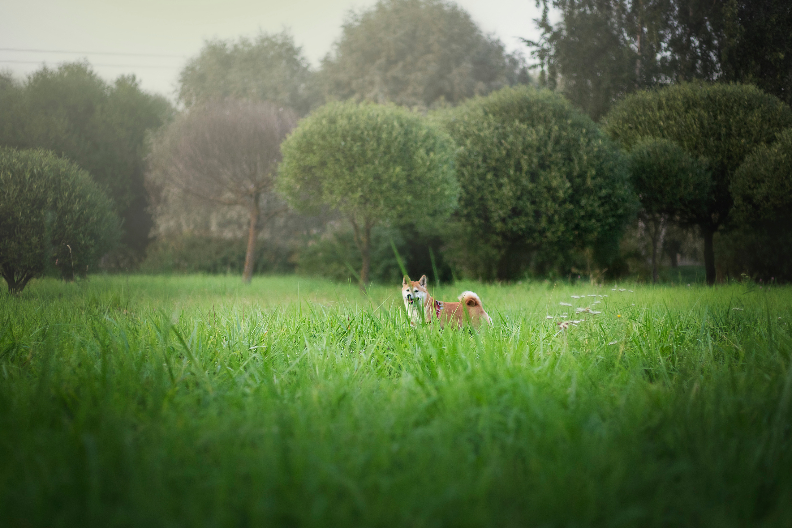 Саша и Айка. Фотограф — Анималист | Санкт-Петербург