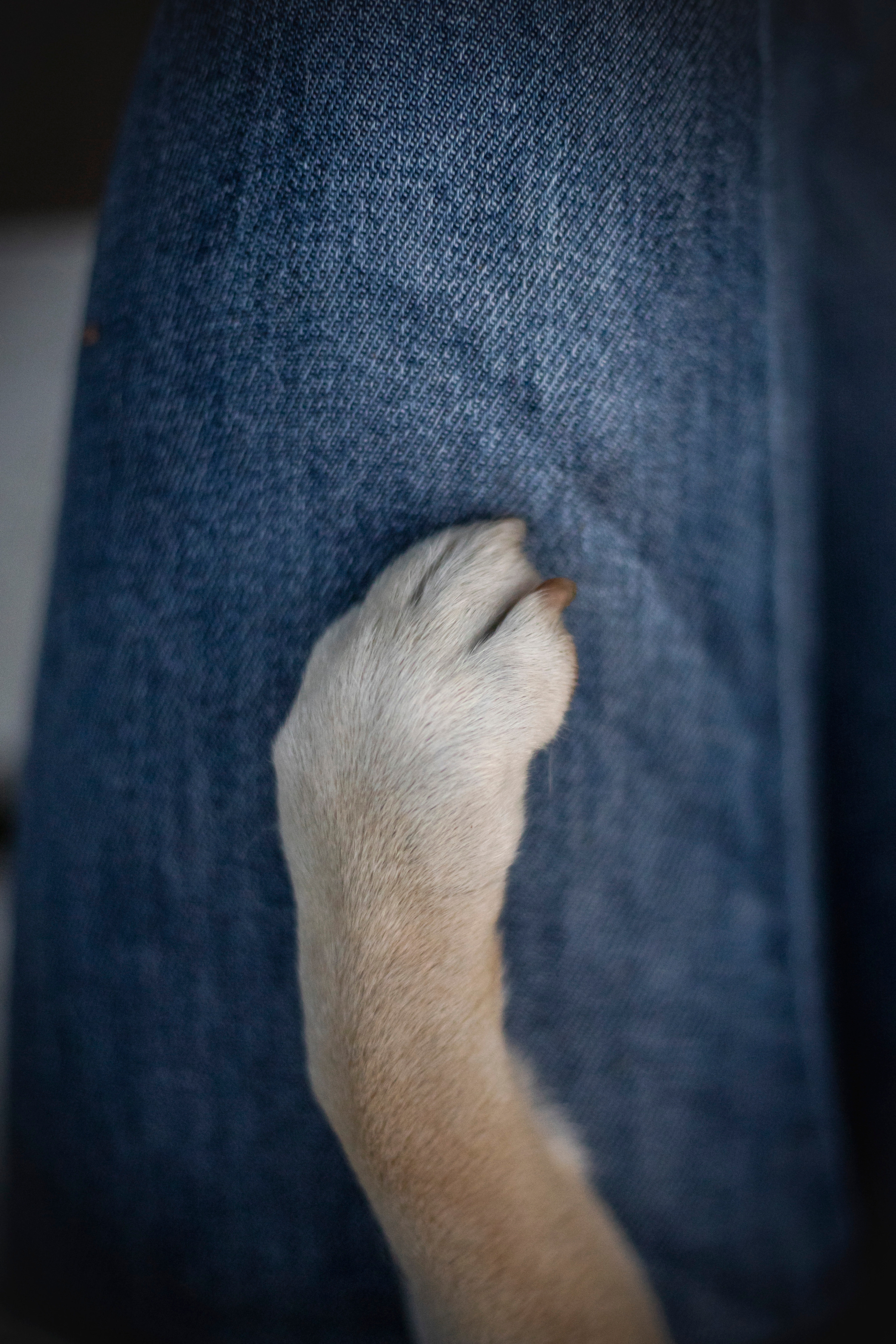 Саша и Айка. Фотограф — Анималист | Санкт-Петербург