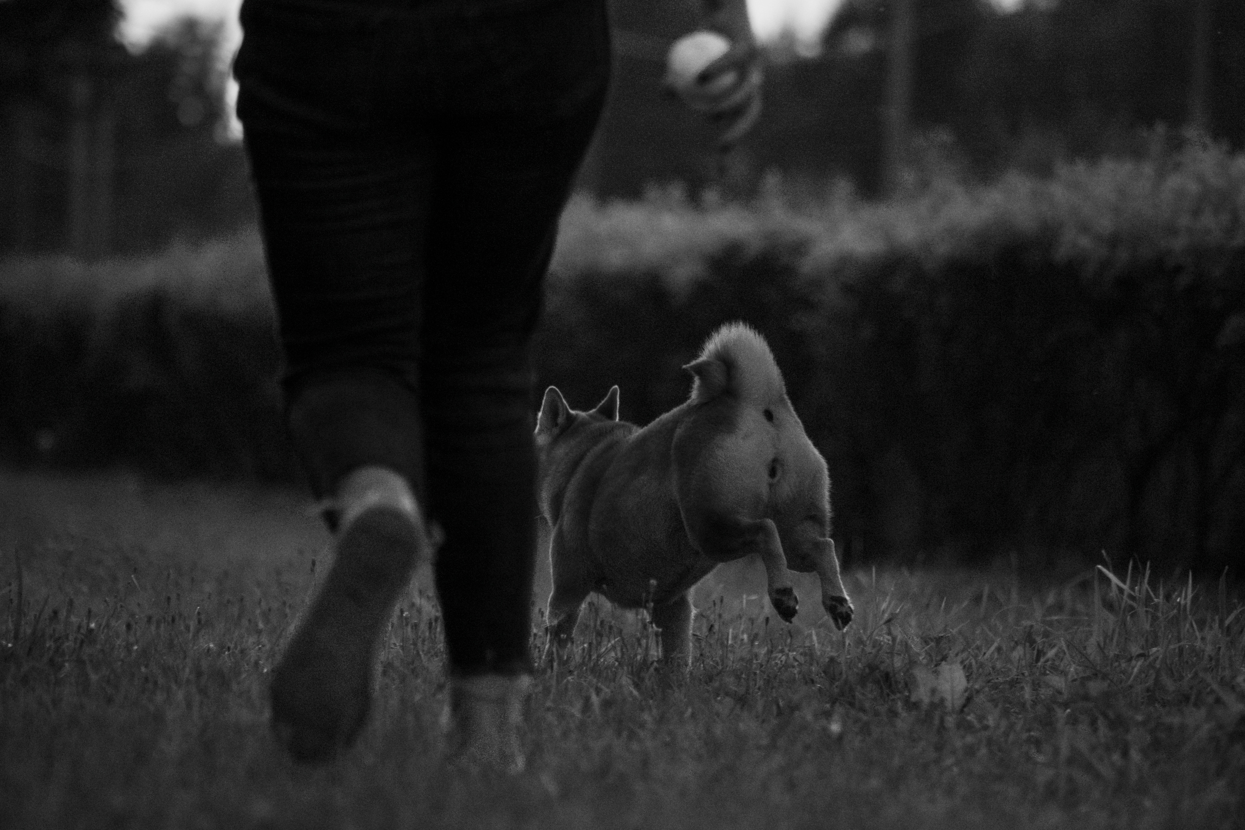 Саша и Айка. Фотограф — Анималист | Санкт-Петербург