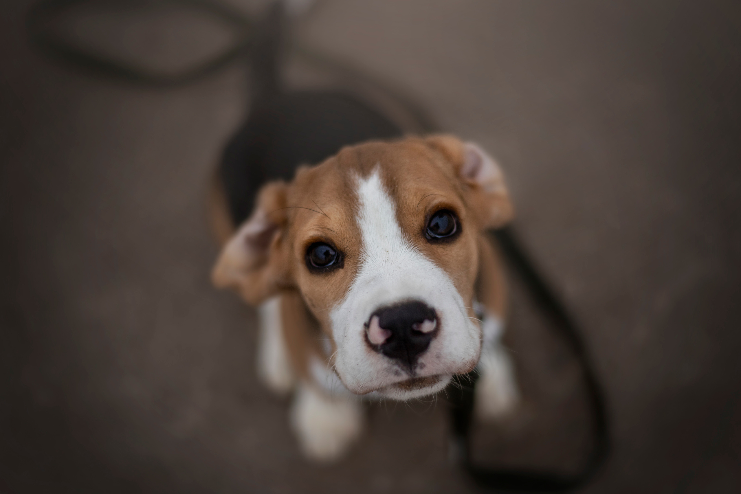 Лиза и Стич. Фотограф — Анималист | Санкт-Петербург