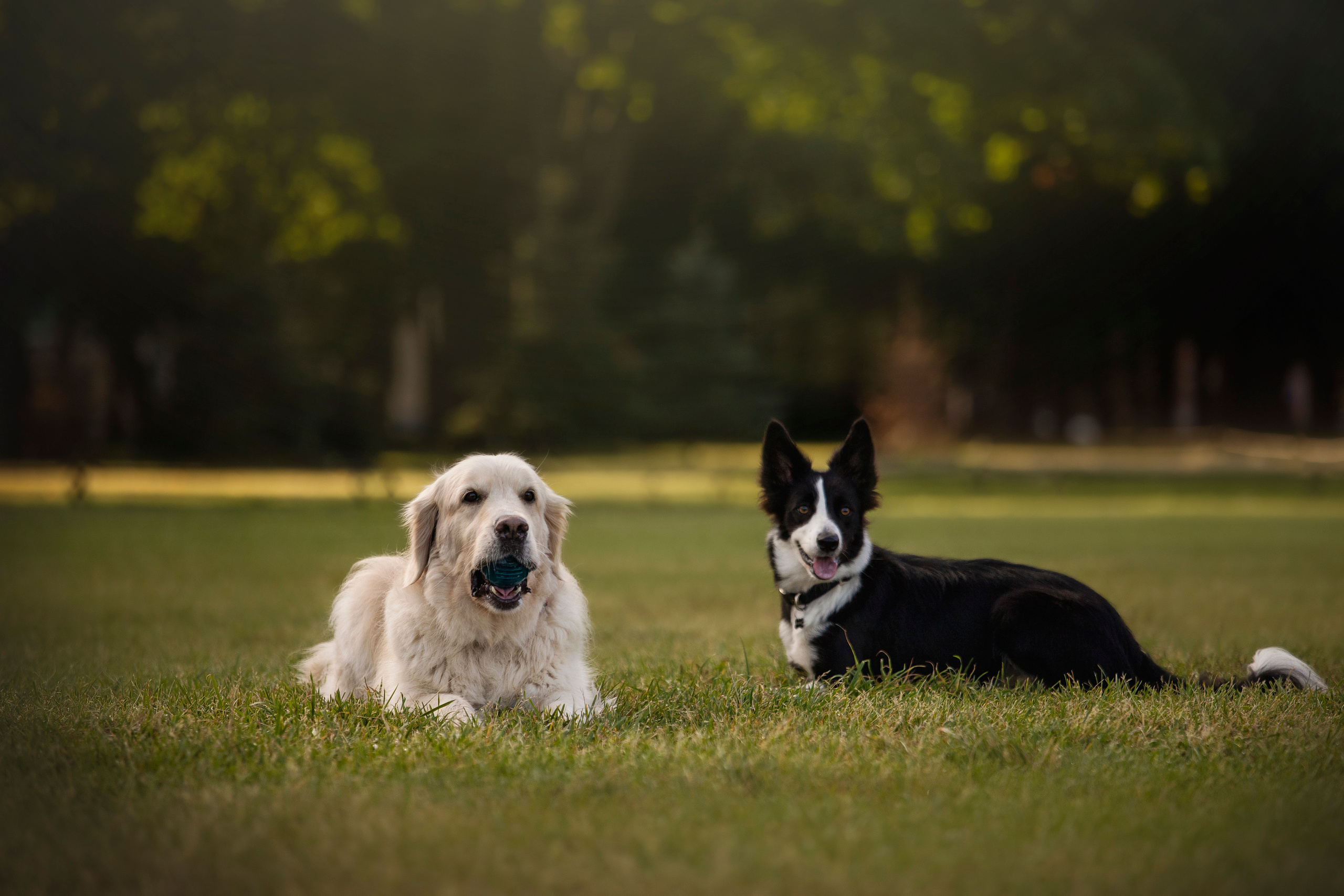 Лана, Тэгра и их семья. Фотограф — Анималист | Санкт-Петербург