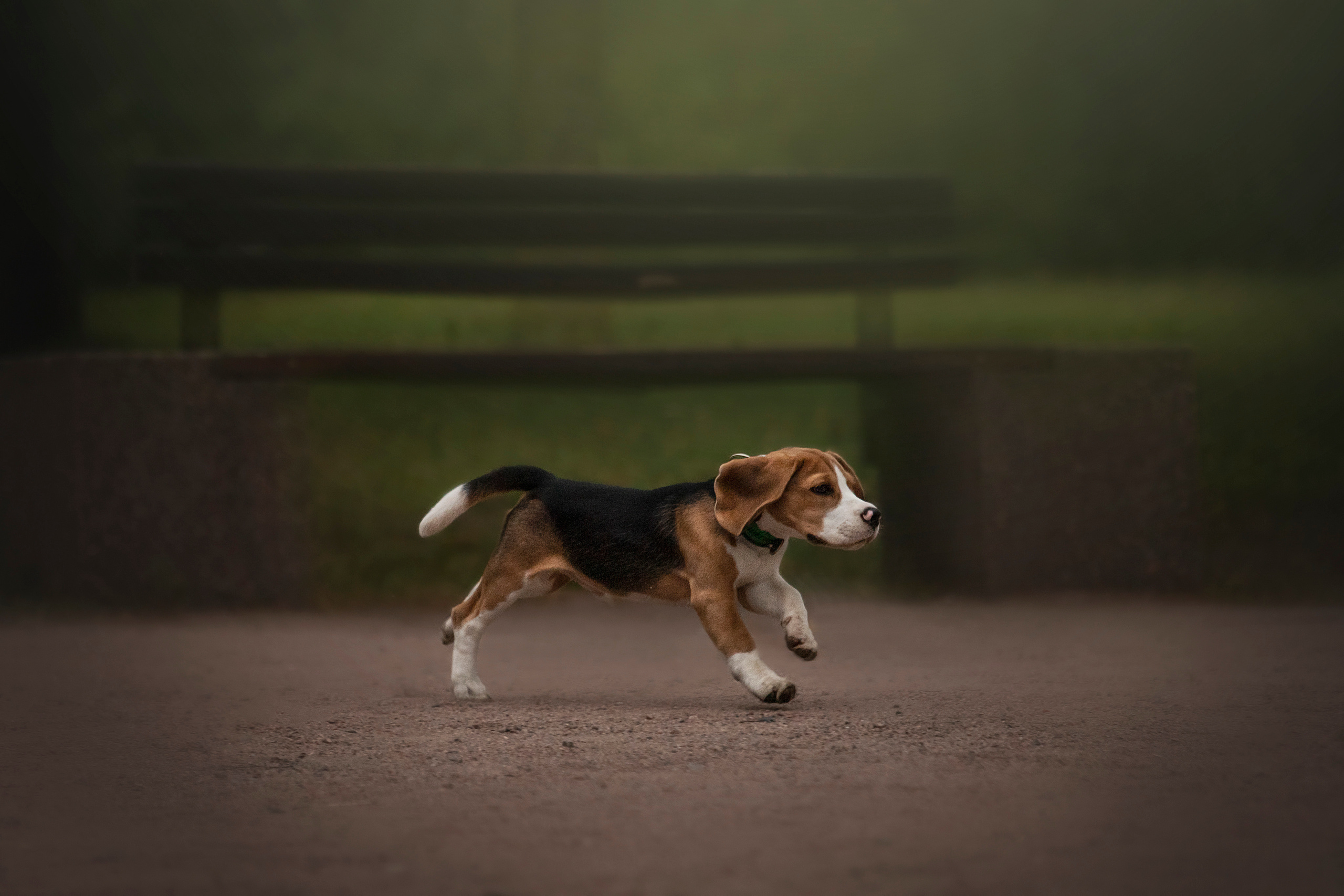 Лиза и Стич. Фотограф — Анималист | Санкт-Петербург