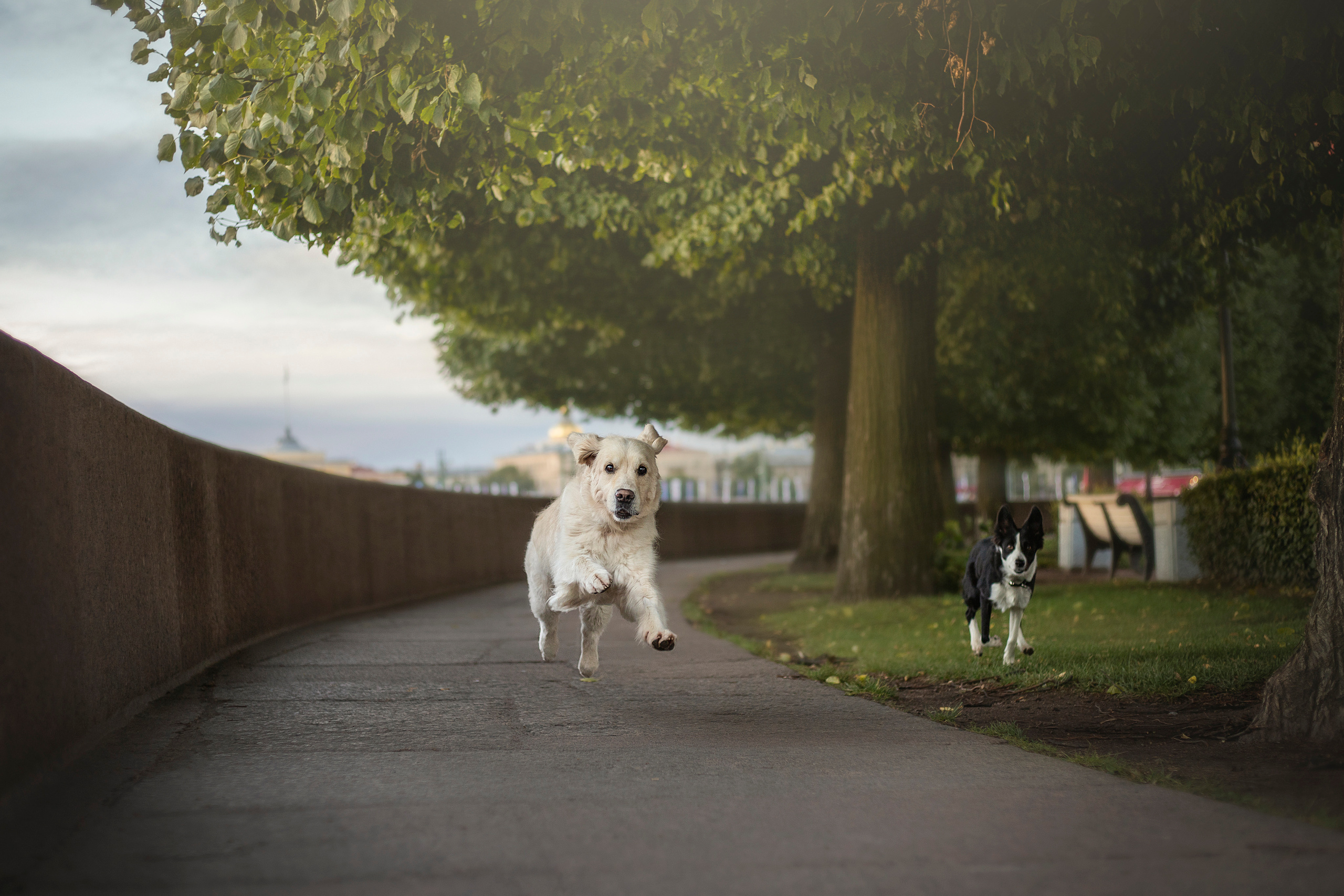 Лана, Тэгра и их семья. Фотограф — Анималист | Санкт-Петербург