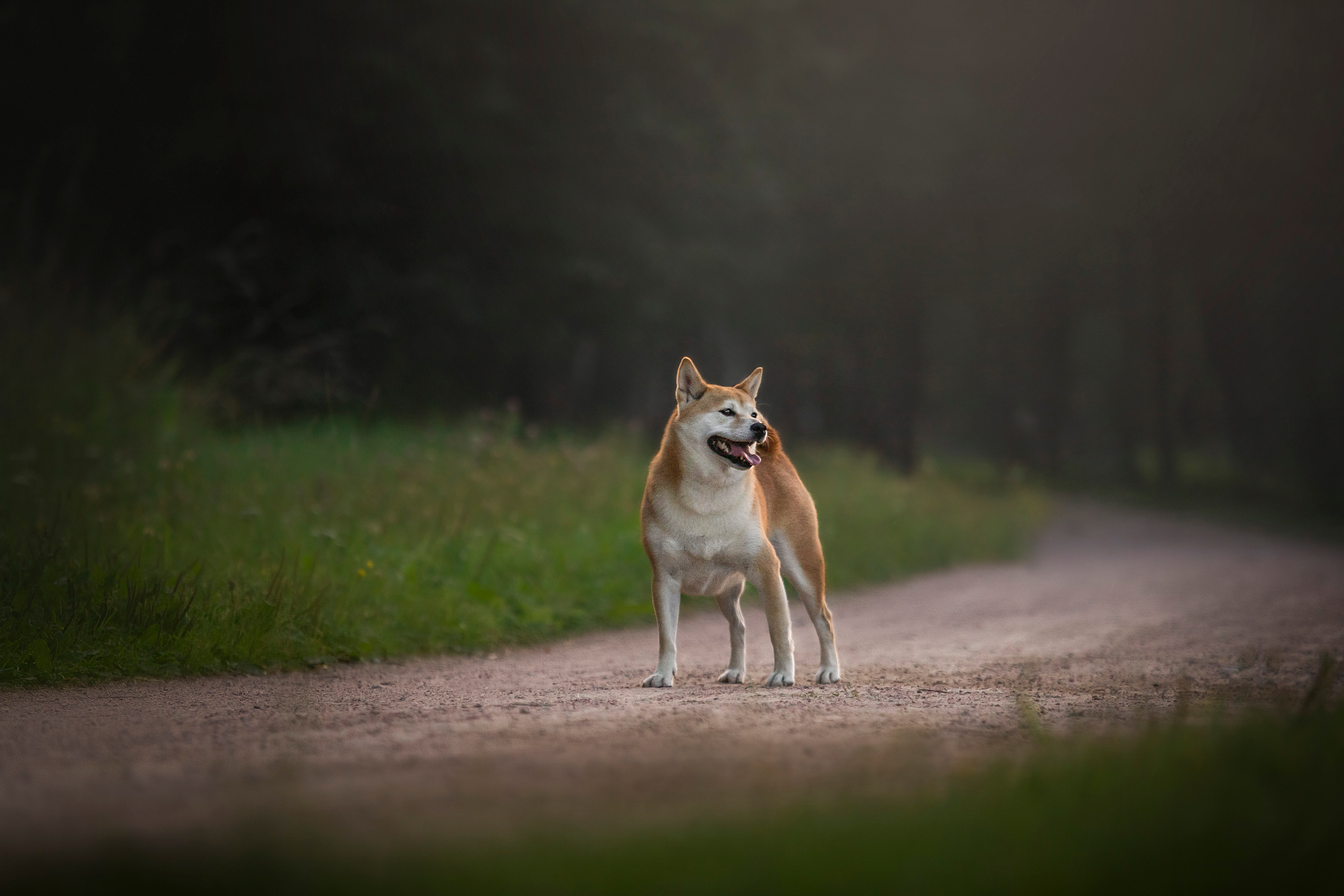 Саша и Айка. Фотограф — Анималист | Санкт-Петербург