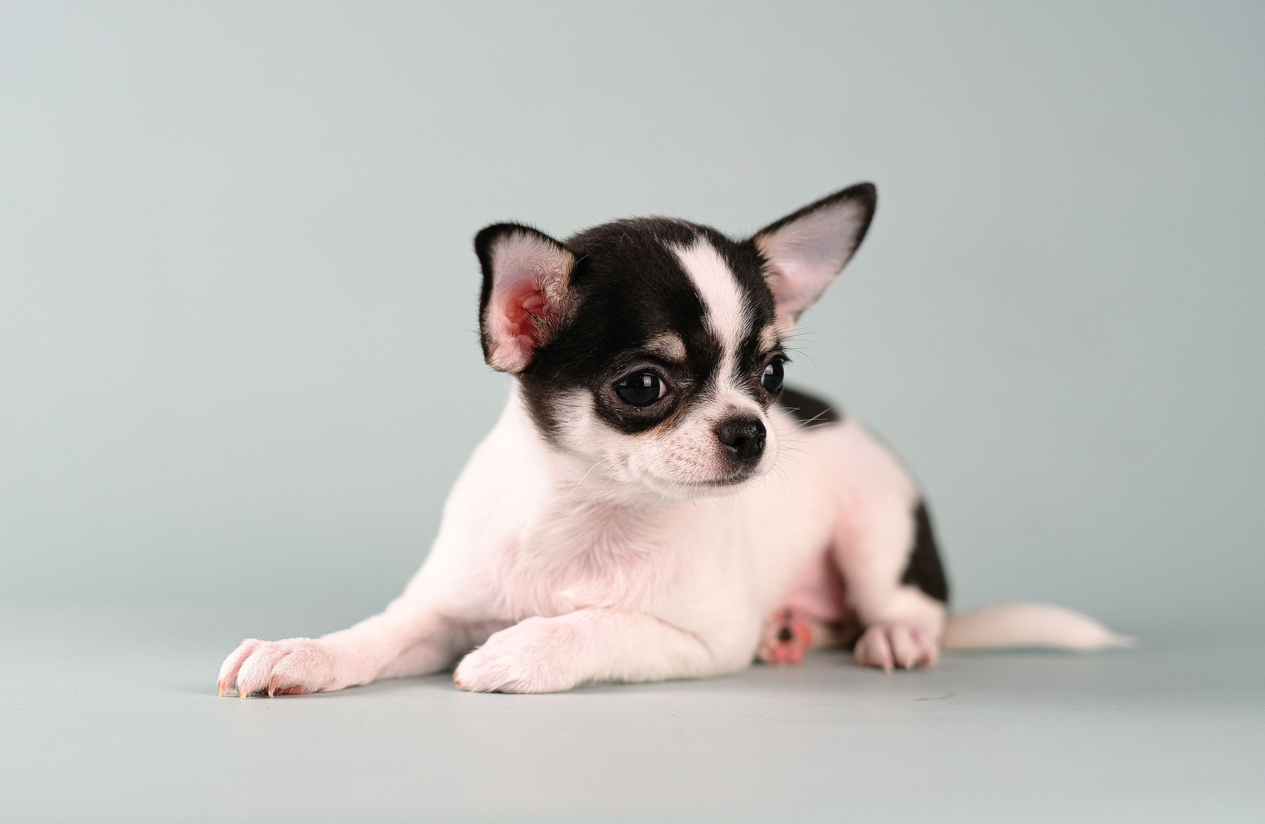 Чихуа хуа. Фотограф и видеограф анималист Аганина Дарья