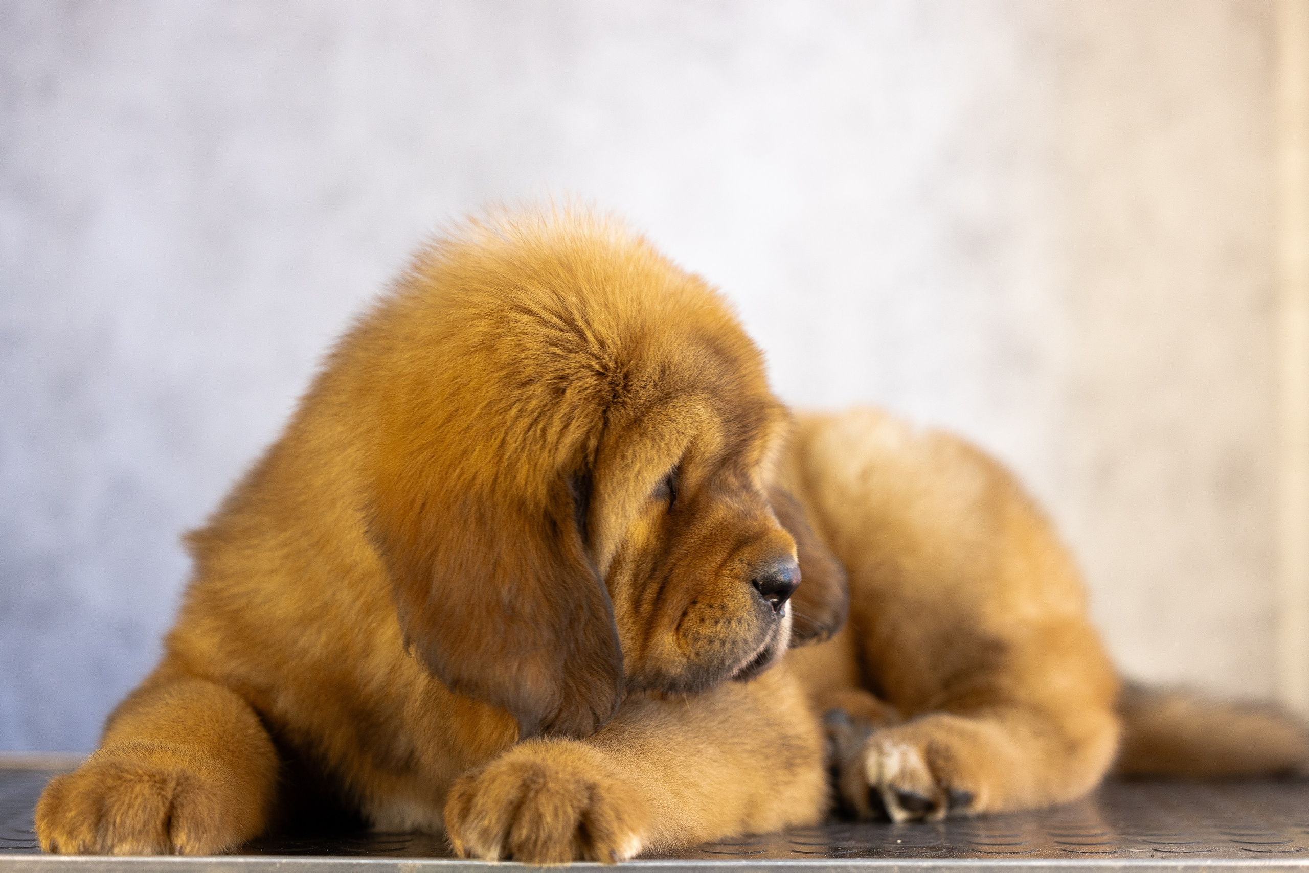 Тибетский мастиф. Фотограф и видеограф анималист Аганина Дарья