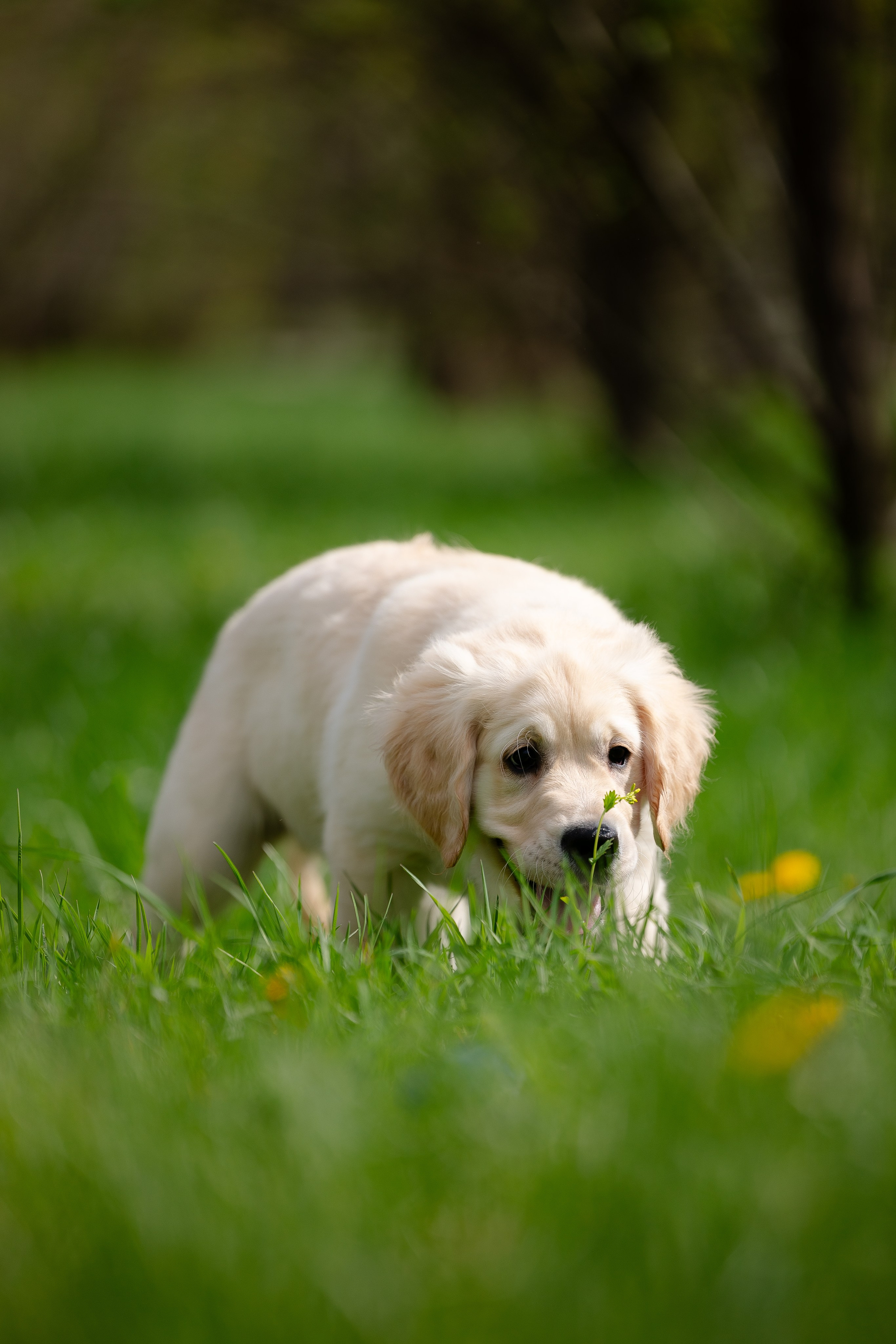 Голден ретривер. Фотограф и видеограф анималист Аганина Дарья