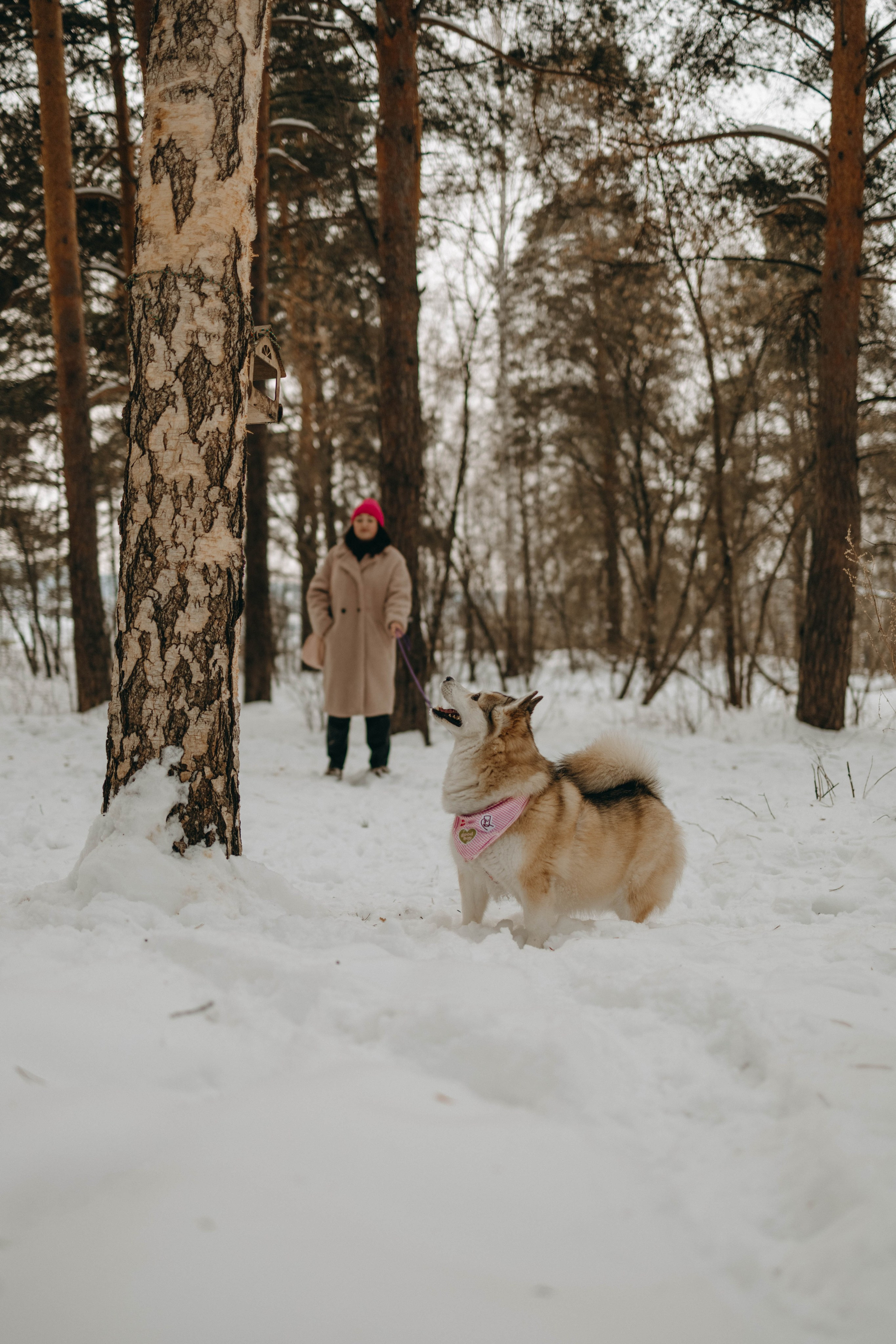 Варвара и Шелби. Фотограф-анималист в Екатеринбурге | Кристина