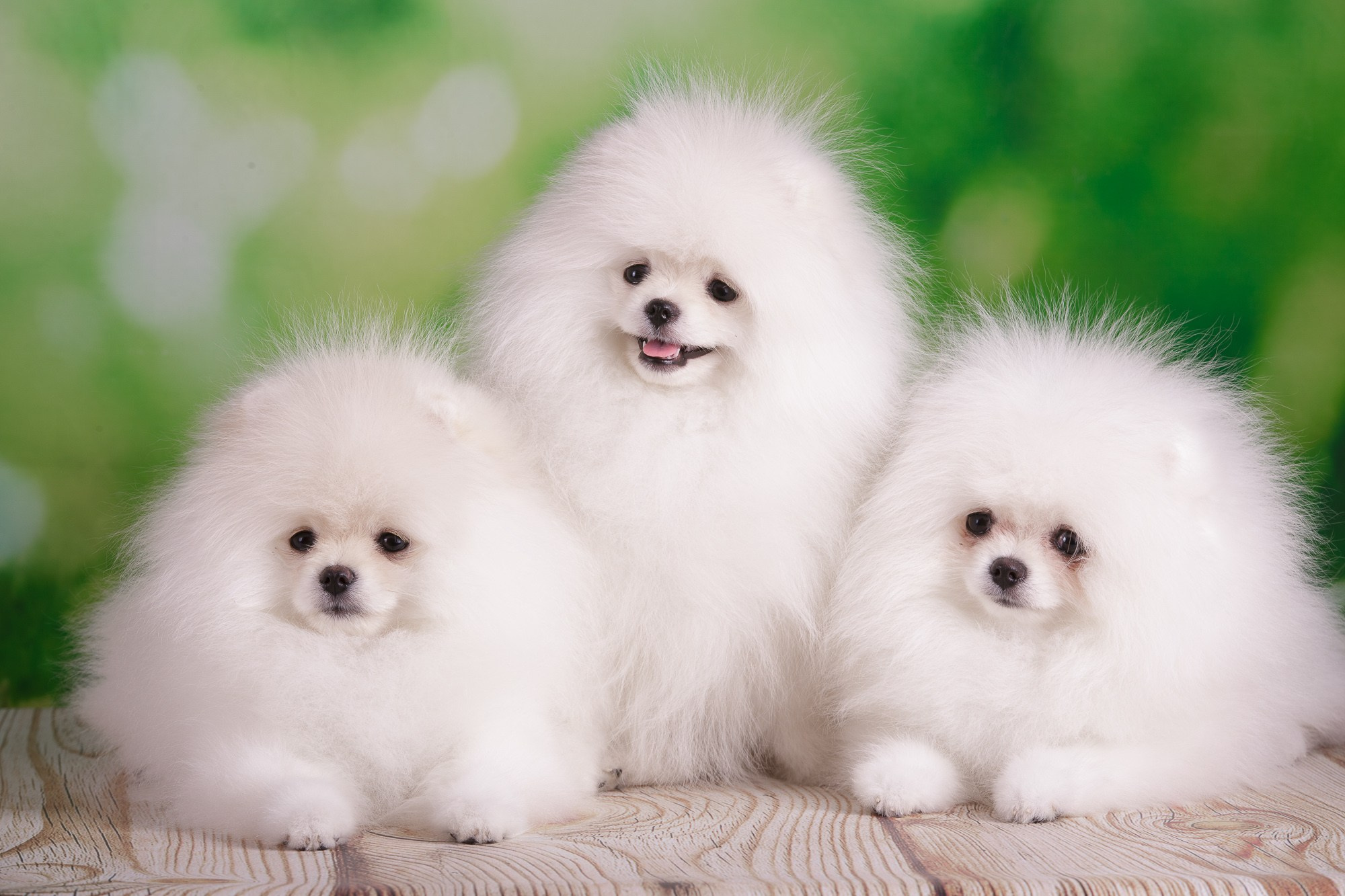 Фотосъёмки щенков. Фотограф-анималист Natalia Deingel | Фотосъемка собак в Москве