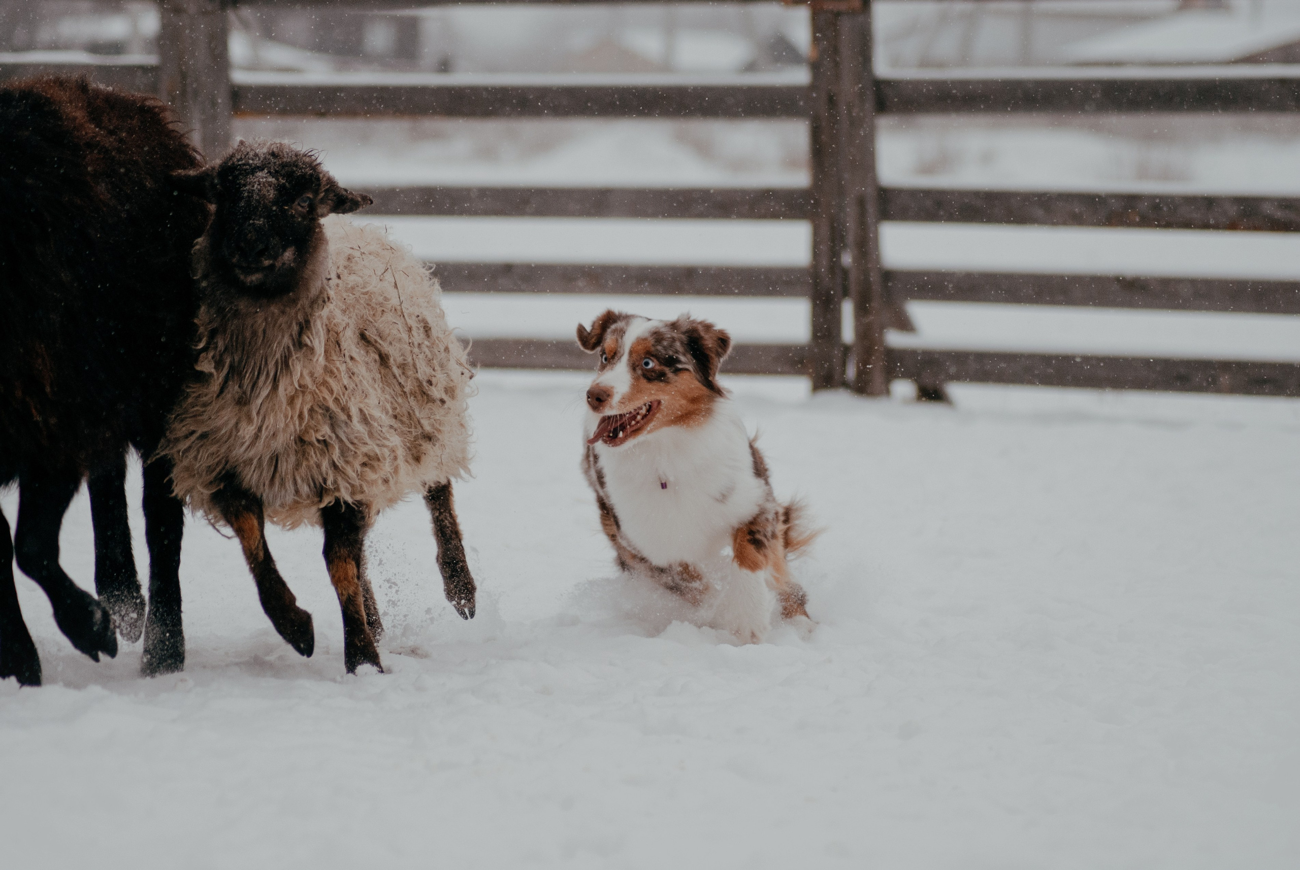 Пастьба. Фотограф в Тюмени Лизавета Сапицкая