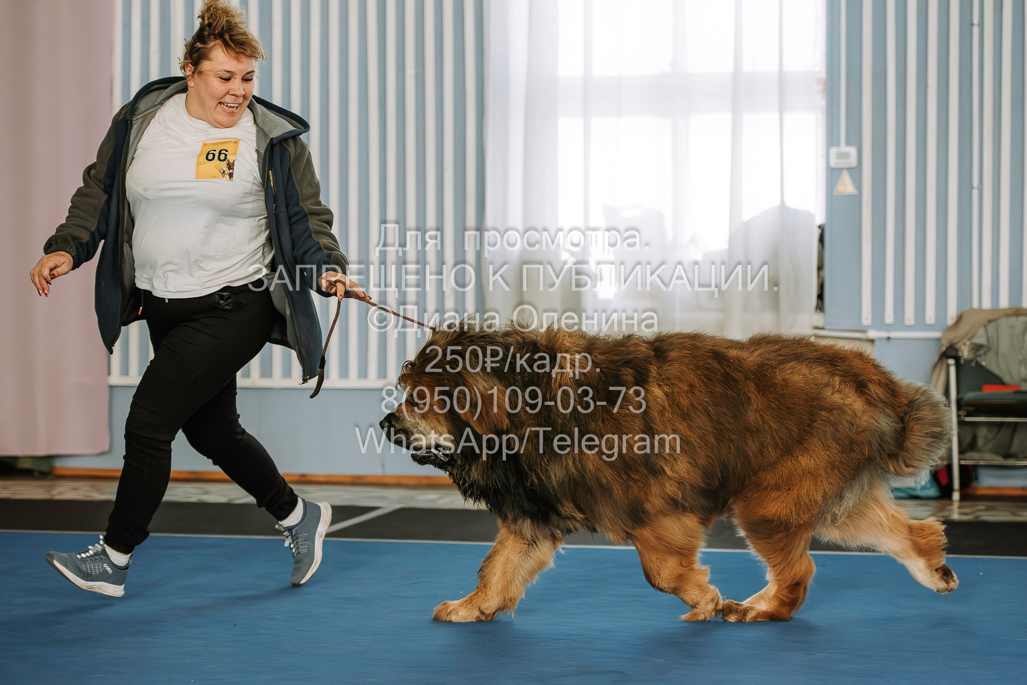 Выставка собак Красноярск 29.10.2023. Фотограф Диана Оленина Красноярск / Братск