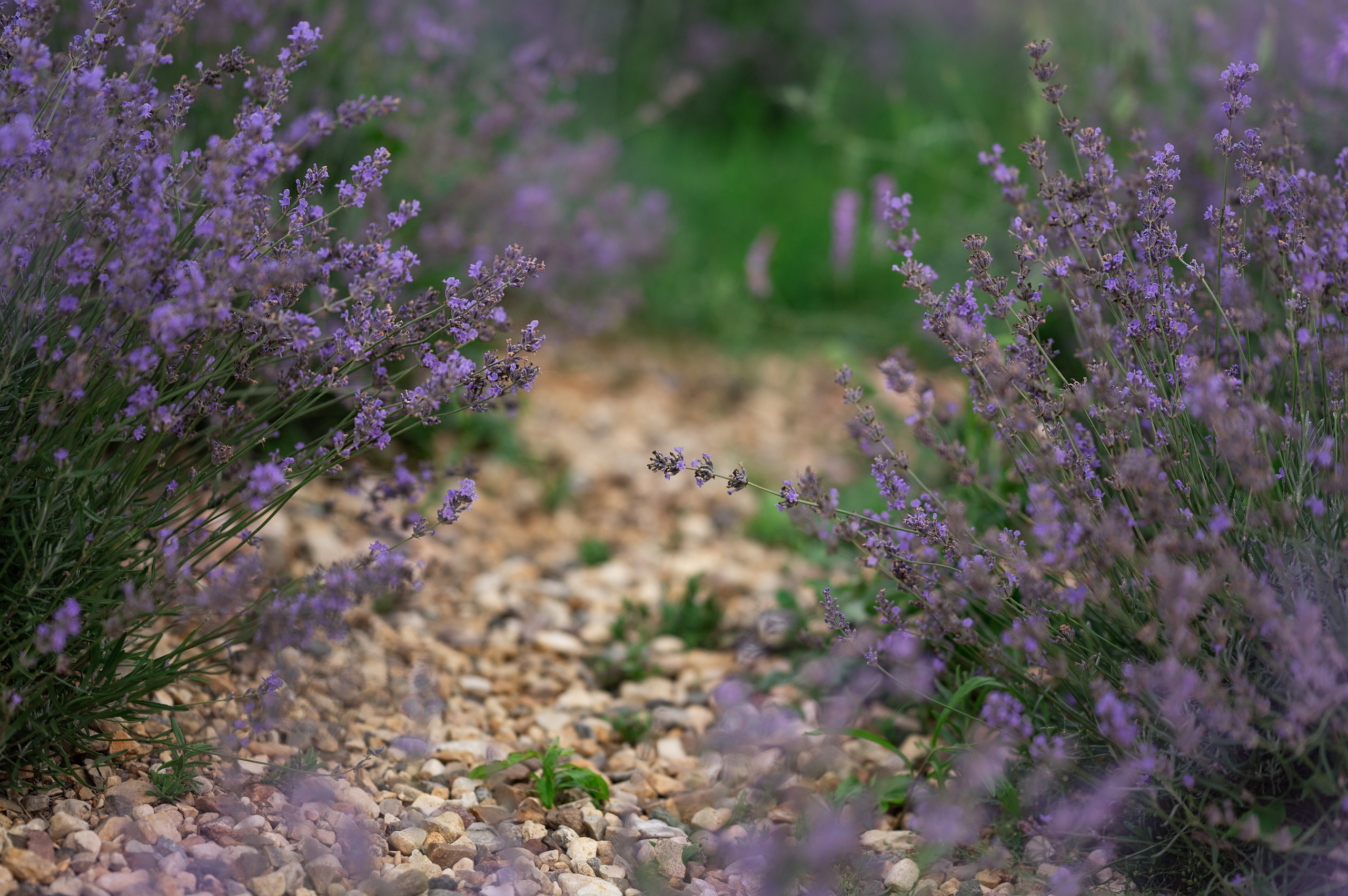 Лаванда. Детский и семейный фотограф г. Москва Оксана Катаджи