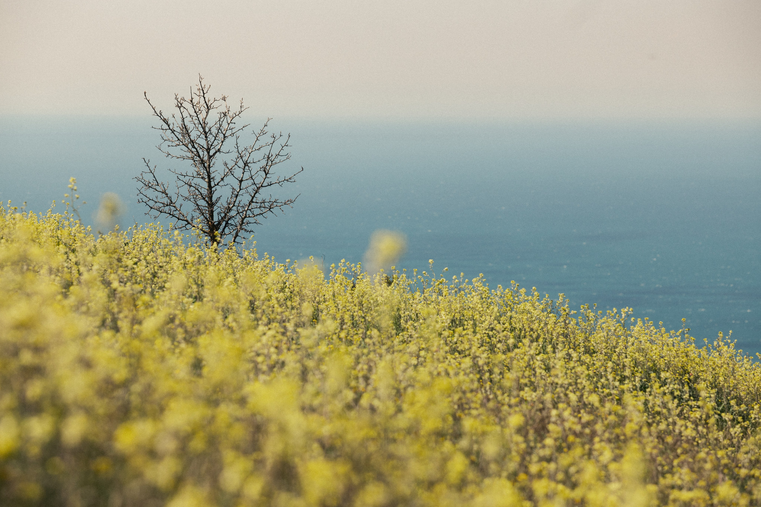 Nature. Артем Корнев Фотограф