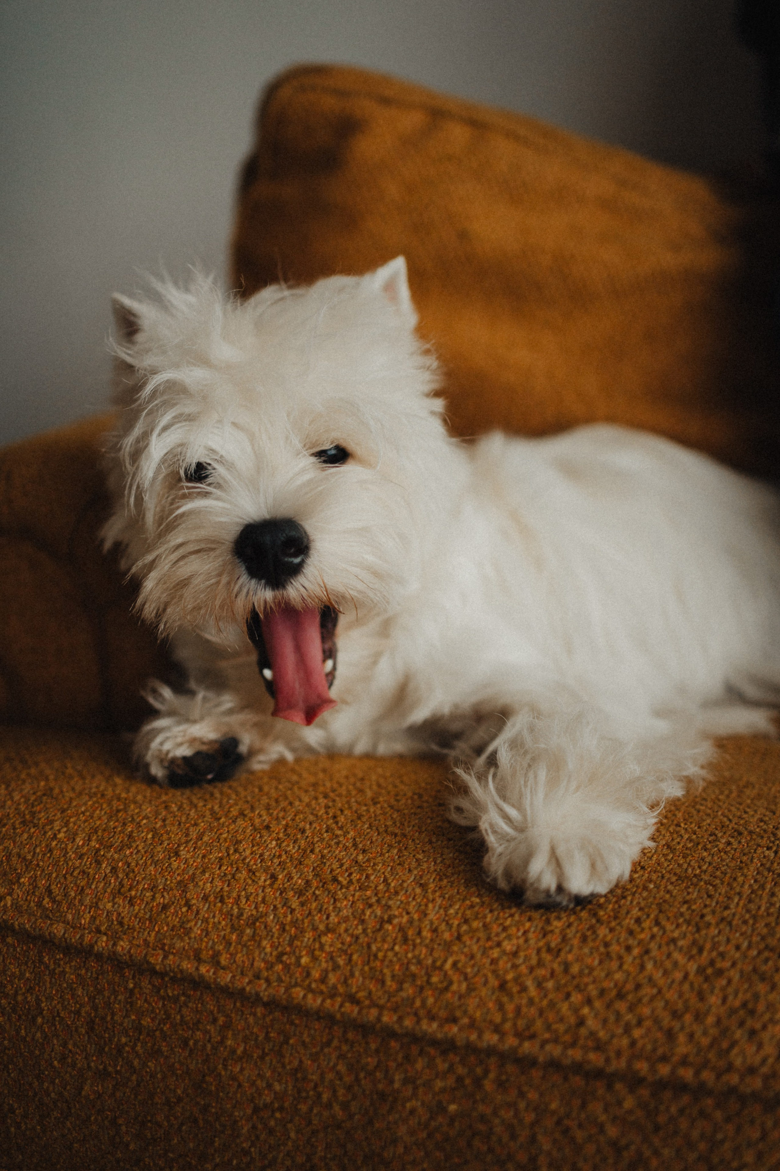 Вероника, Мята и Малина. Фотораф — анималист Мария Шистка