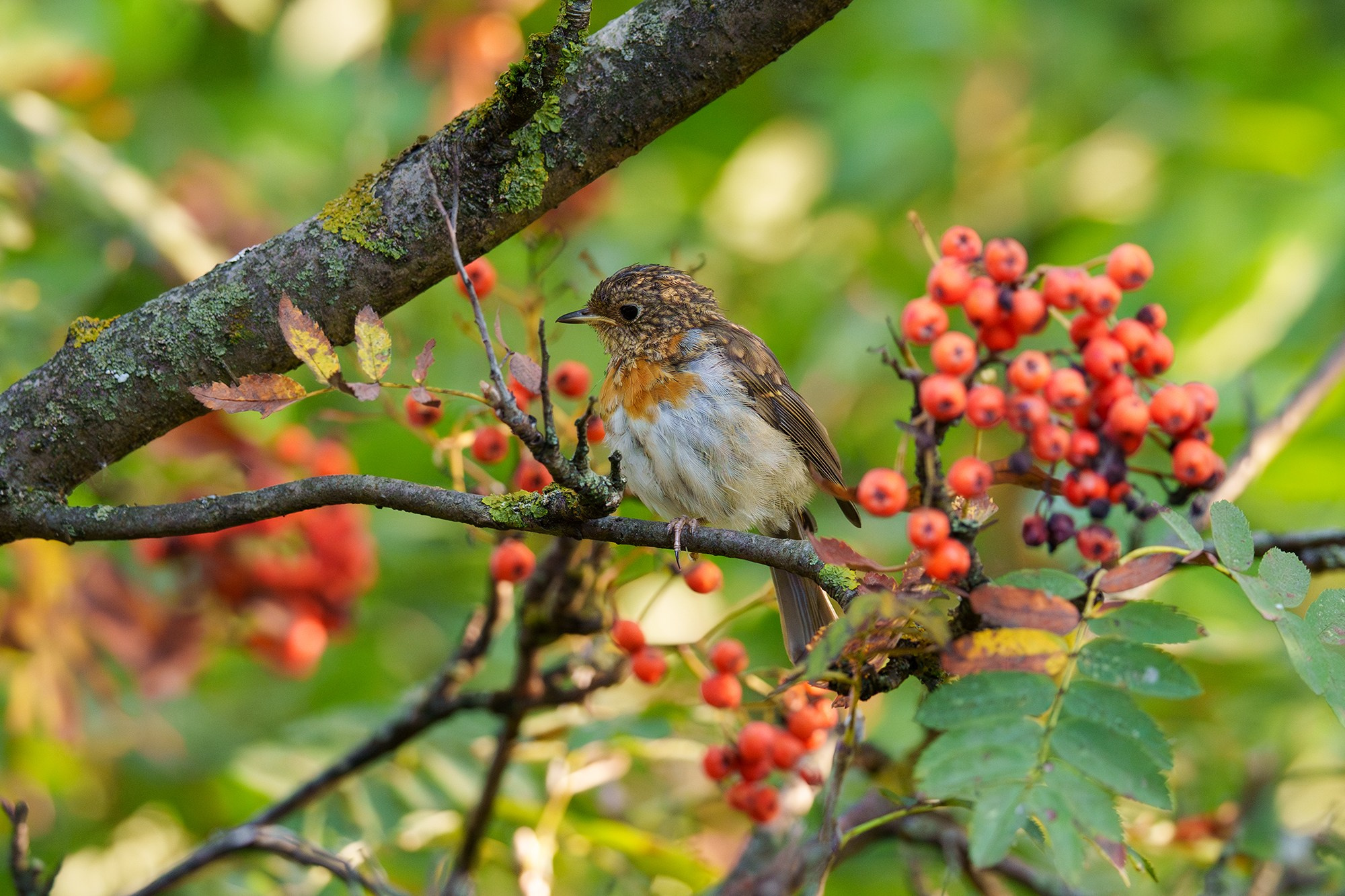 Удивительные мир птиц. Вокруг нас столько прекрасного — присмотритесь!. Ваш личный фотограф Марина Волкова