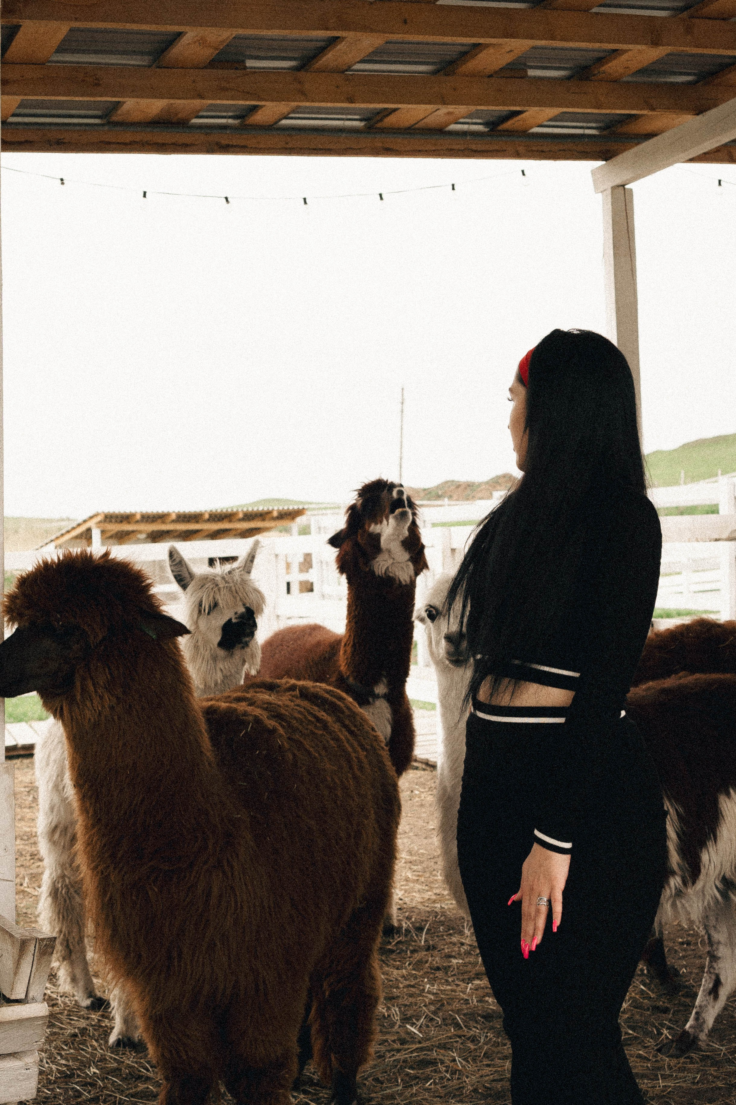 Ферма Альпак. Профессиональный фотограф, Санкт-Петербург — Виктория Богомолова